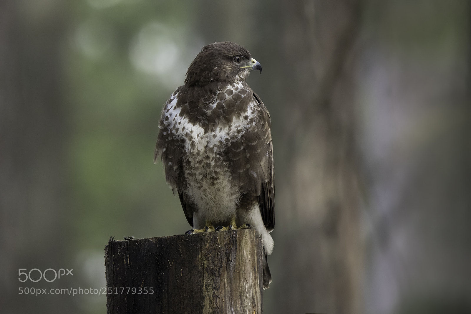 Canon EOS 5D Mark IV sample photo. In the woods photography