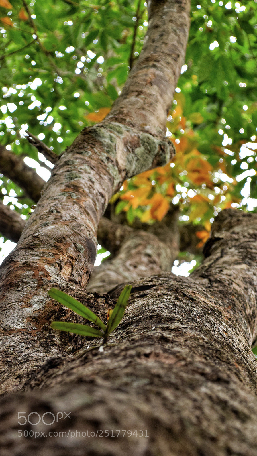 Nikon D3300 sample photo. Look up! photography