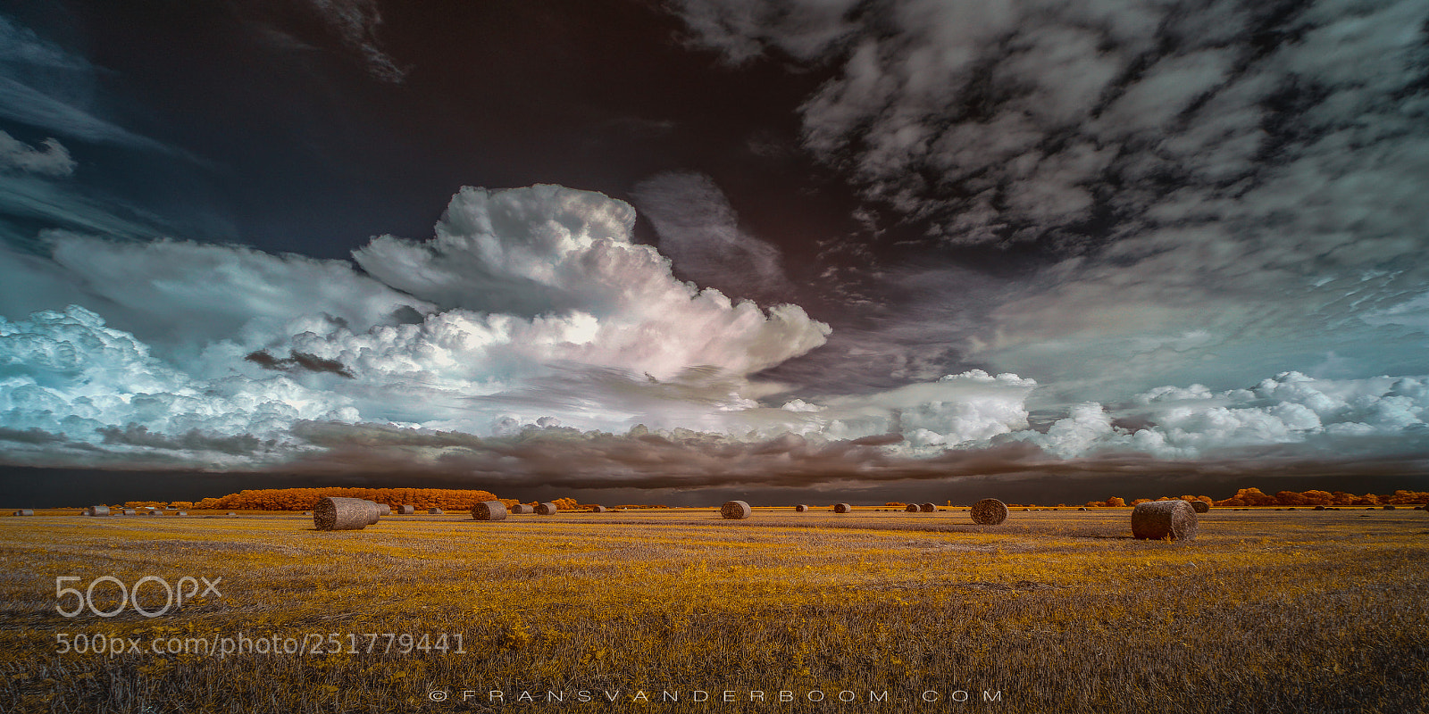 Nikon D5300 sample photo. The golden fields photography