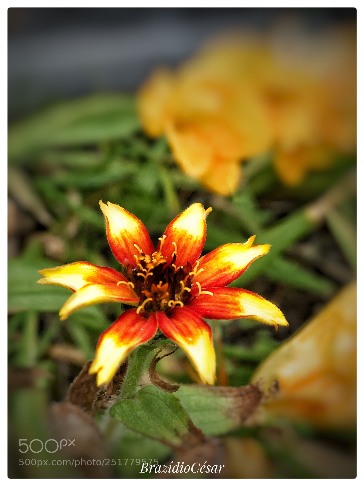 Apple iPhone 6s sample photo. Untitled photography