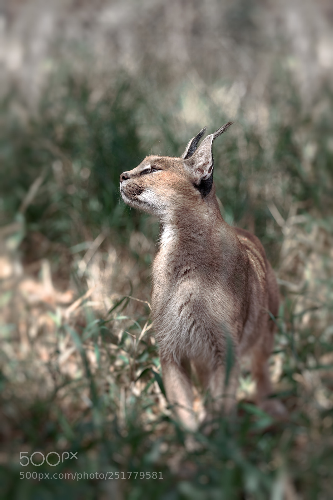 Canon EOS 5D Mark IV sample photo. Caracal photography