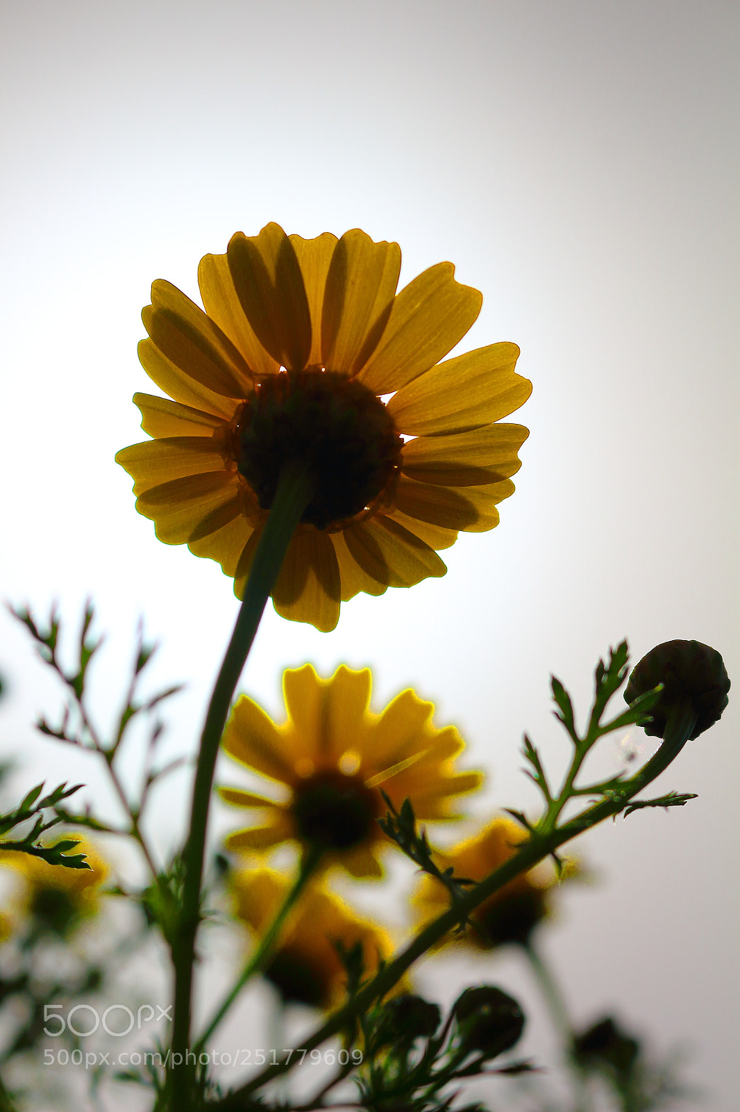 Canon EOS 700D (EOS Rebel T5i / EOS Kiss X7i) sample photo. Yellow daisy photography