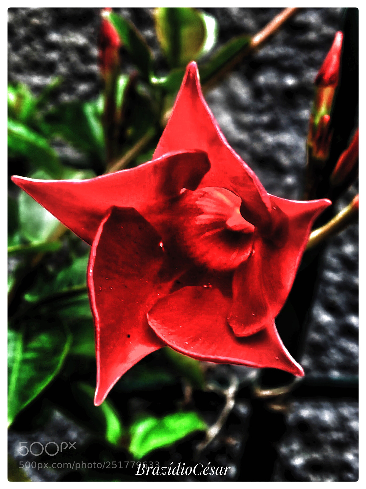 Apple iPhone 6s sample photo. Untitled photography