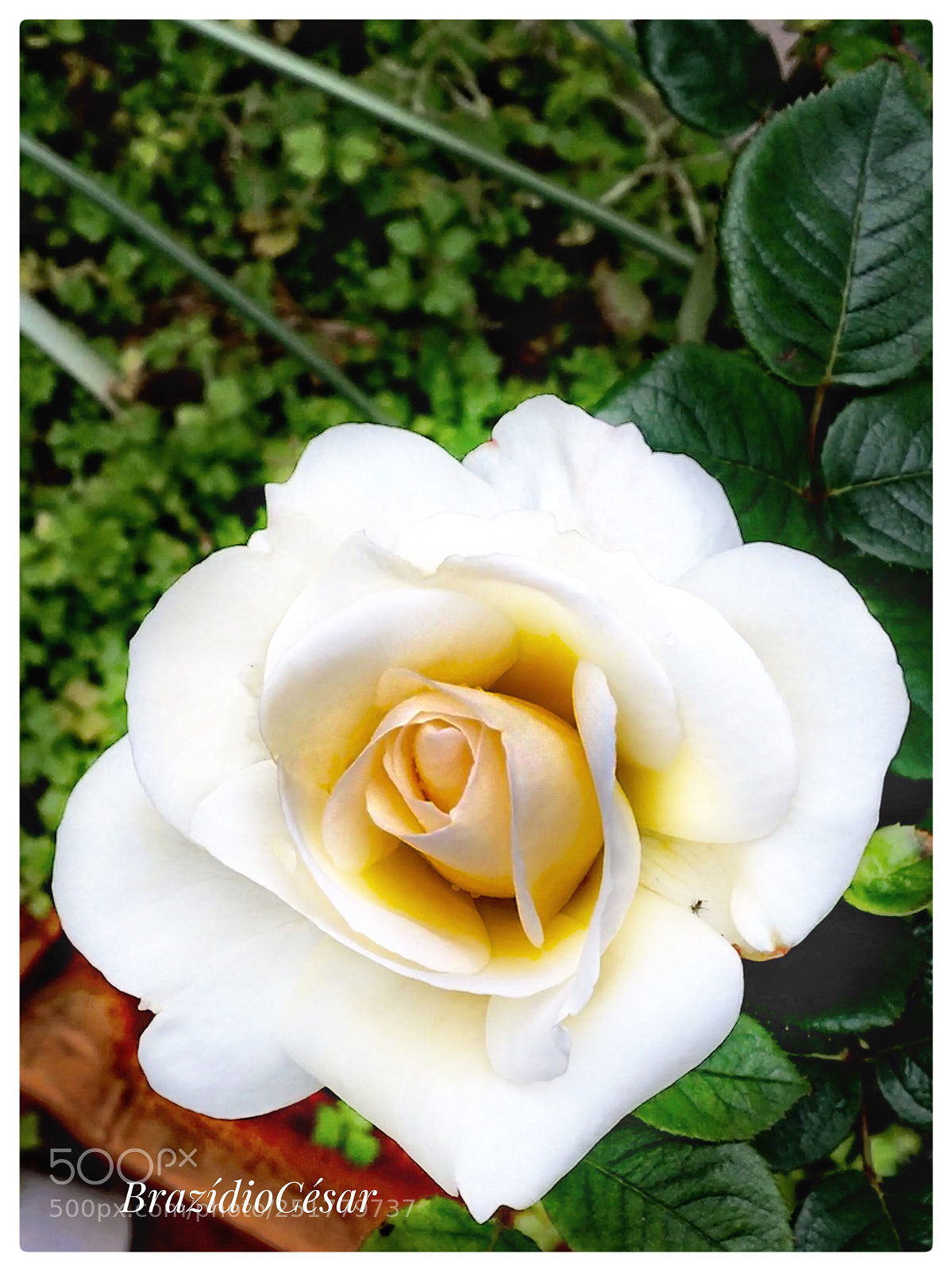 Apple iPhone 6s sample photo. White rose  photography