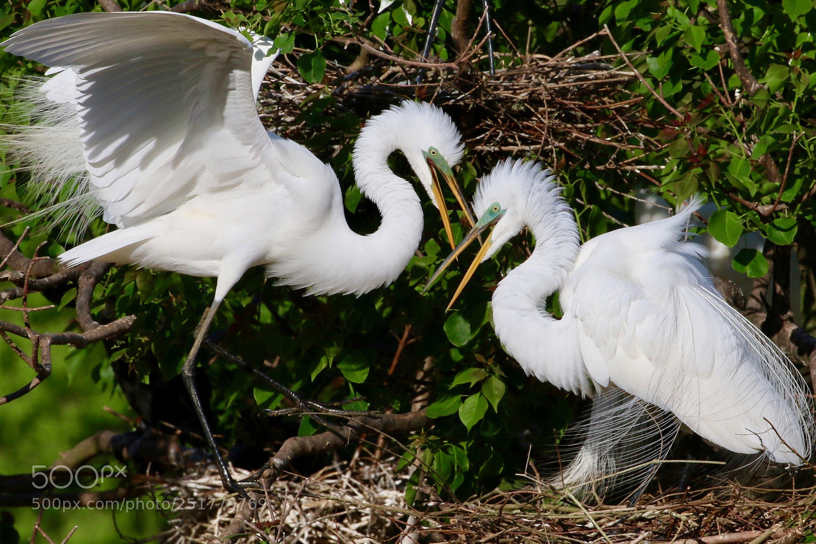 Canon EOS 70D sample photo. Img photography