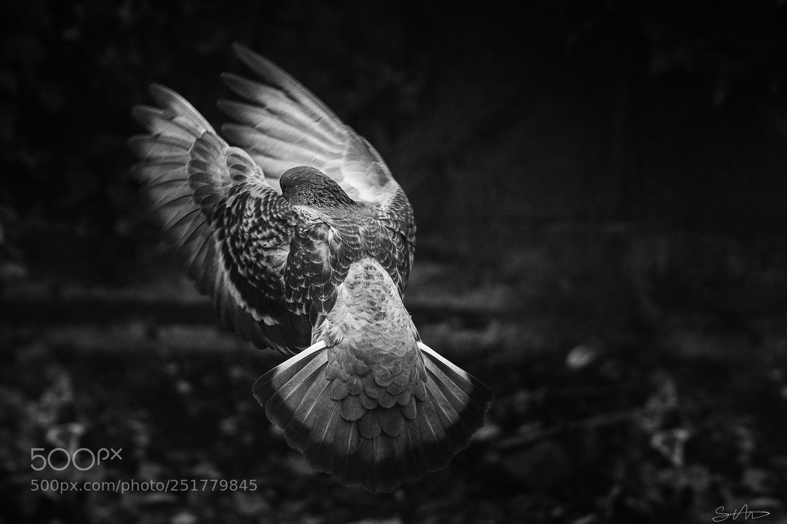 Canon EOS 5D Mark IV sample photo. Pigeon photography