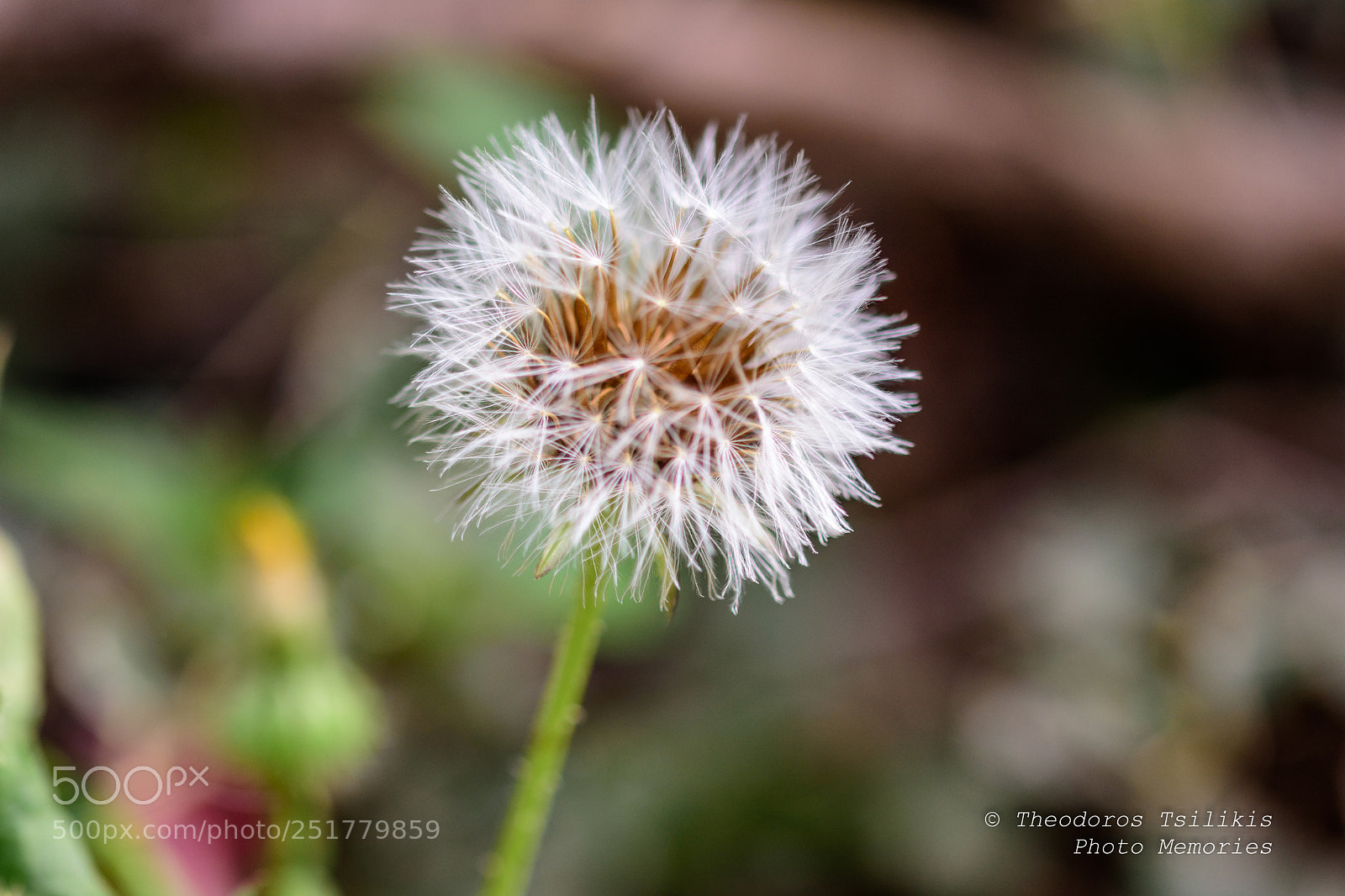 Nikon D7200 sample photo. White spirit photography
