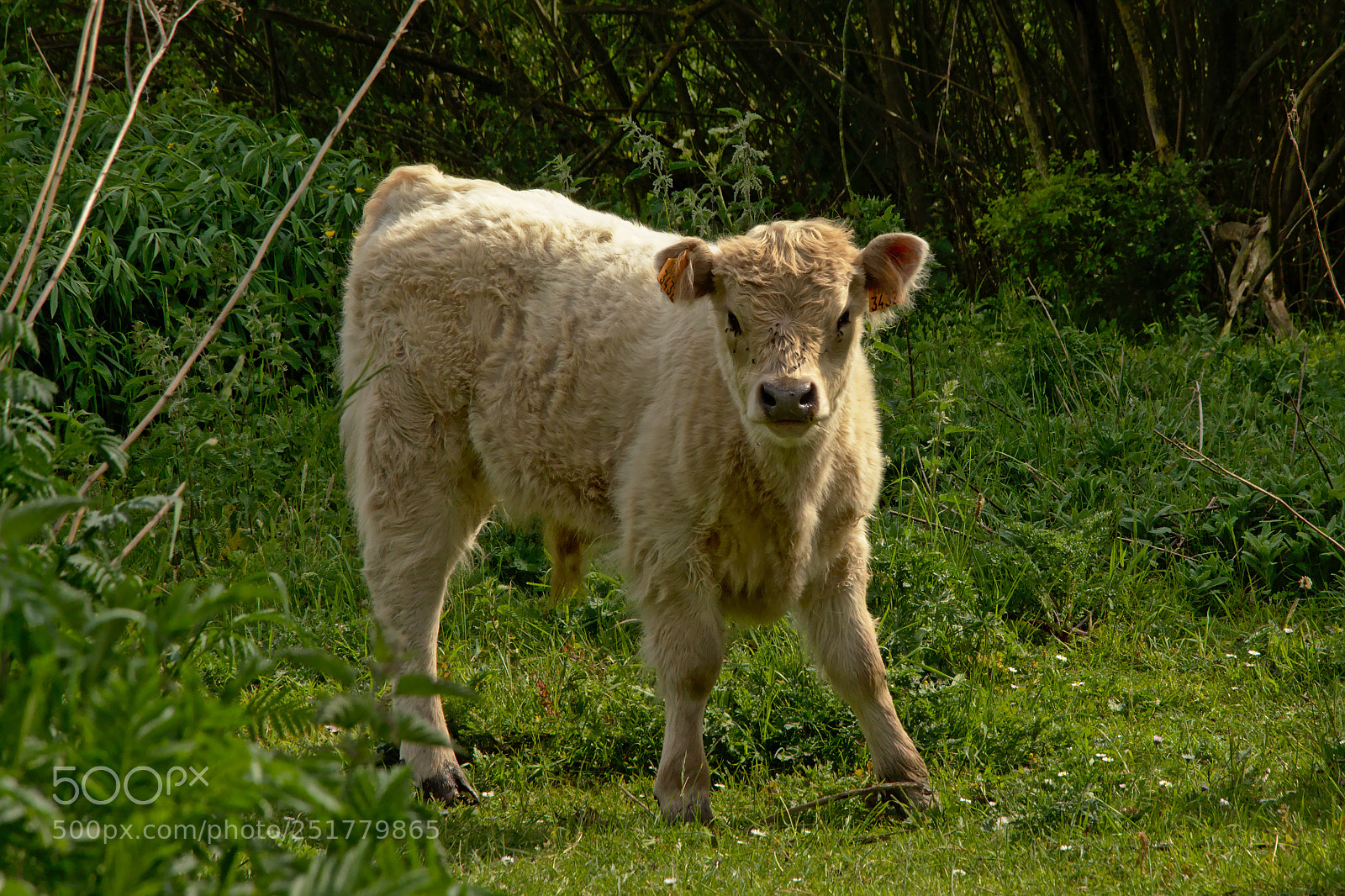 Nikon D5200 sample photo. White galloway calf in photography