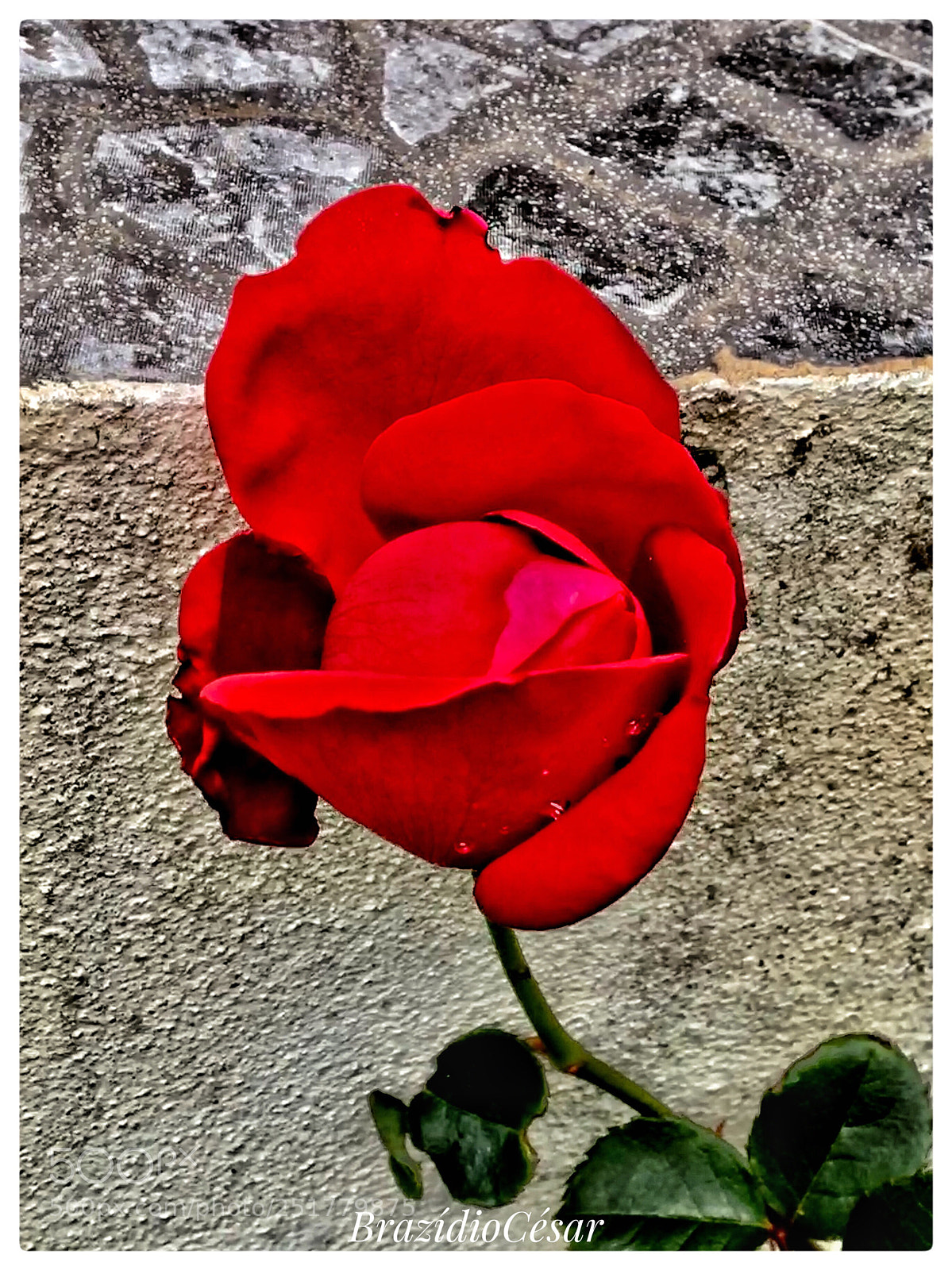 Apple iPhone 6s sample photo. Red rose  photography