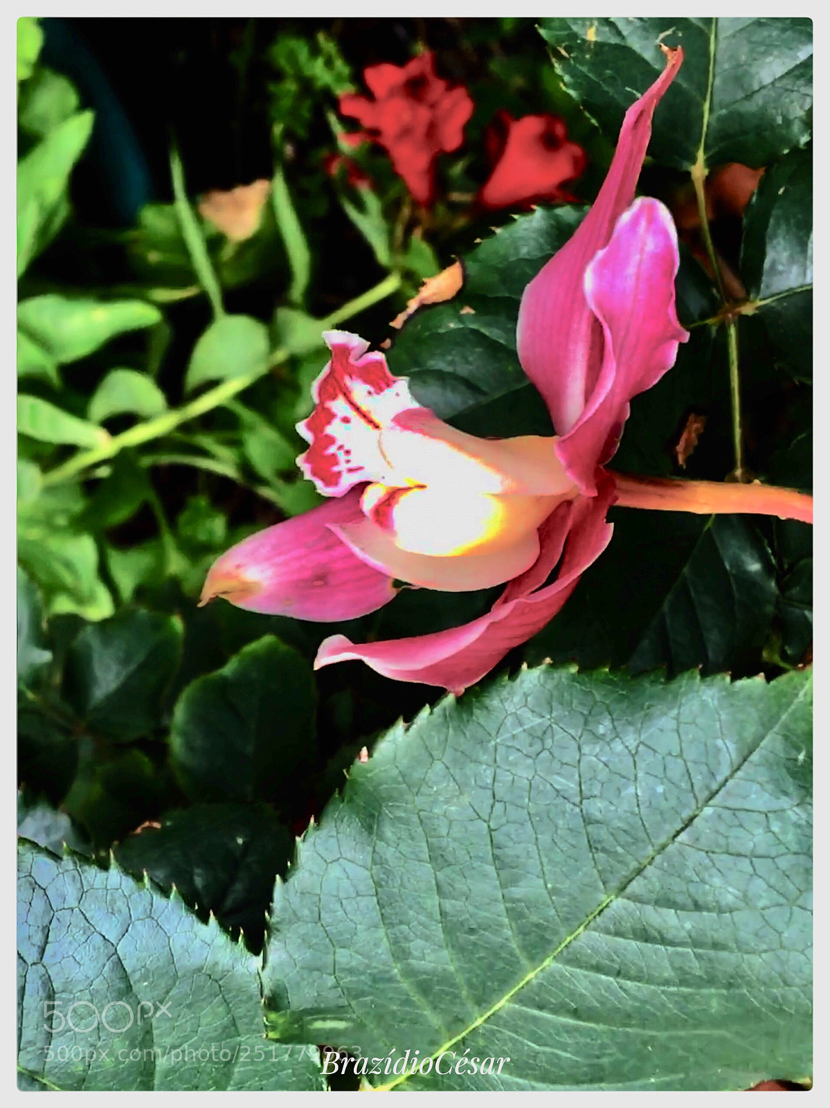 Apple iPhone 6s sample photo. Untitled photography
