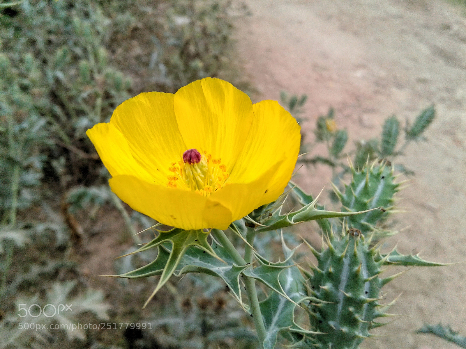 Samsung Galaxy J2 sample photo. Wild flower photography