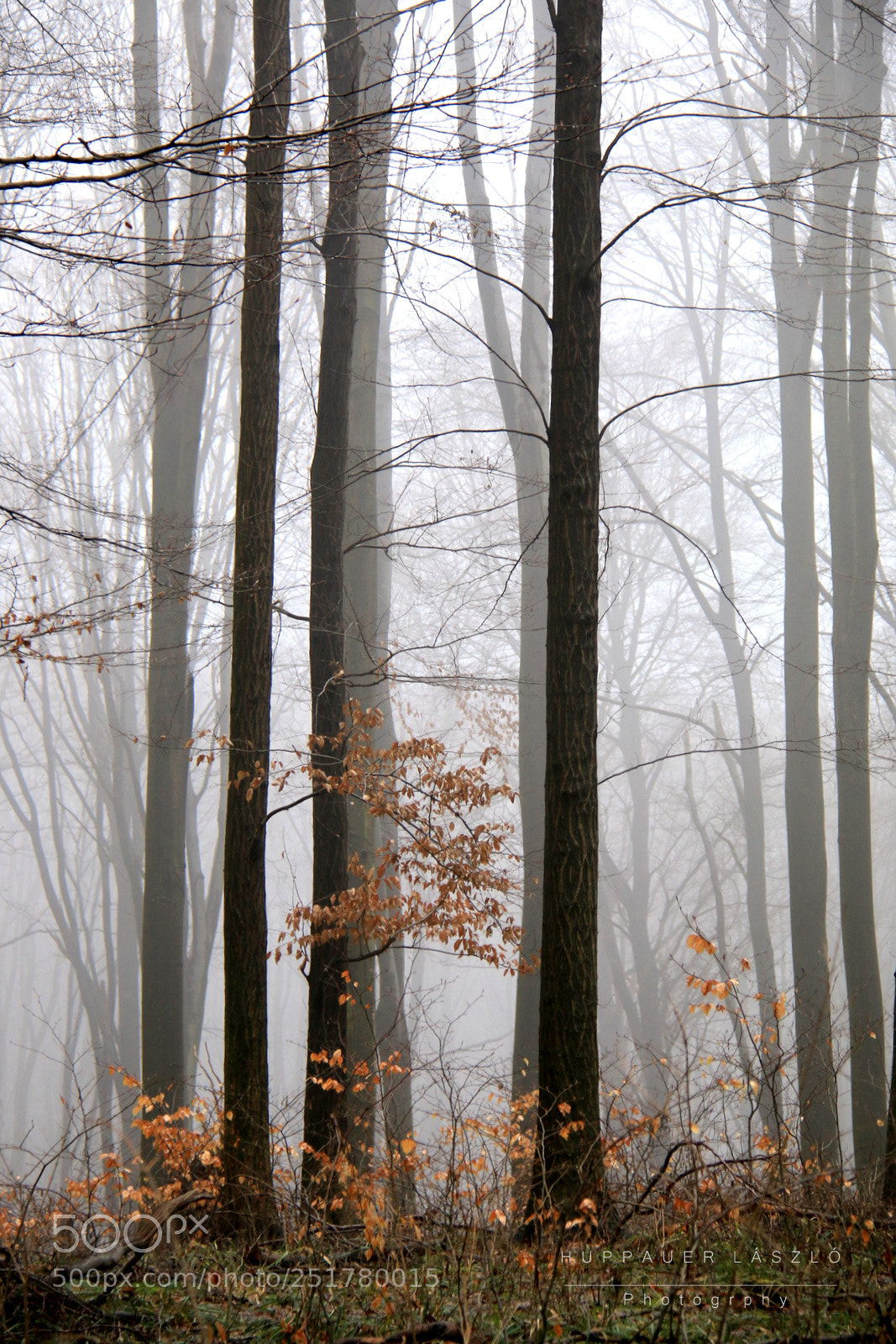 Canon EF-S 18-200mm F3.5-5.6 IS sample photo. Misty forest 1. photography