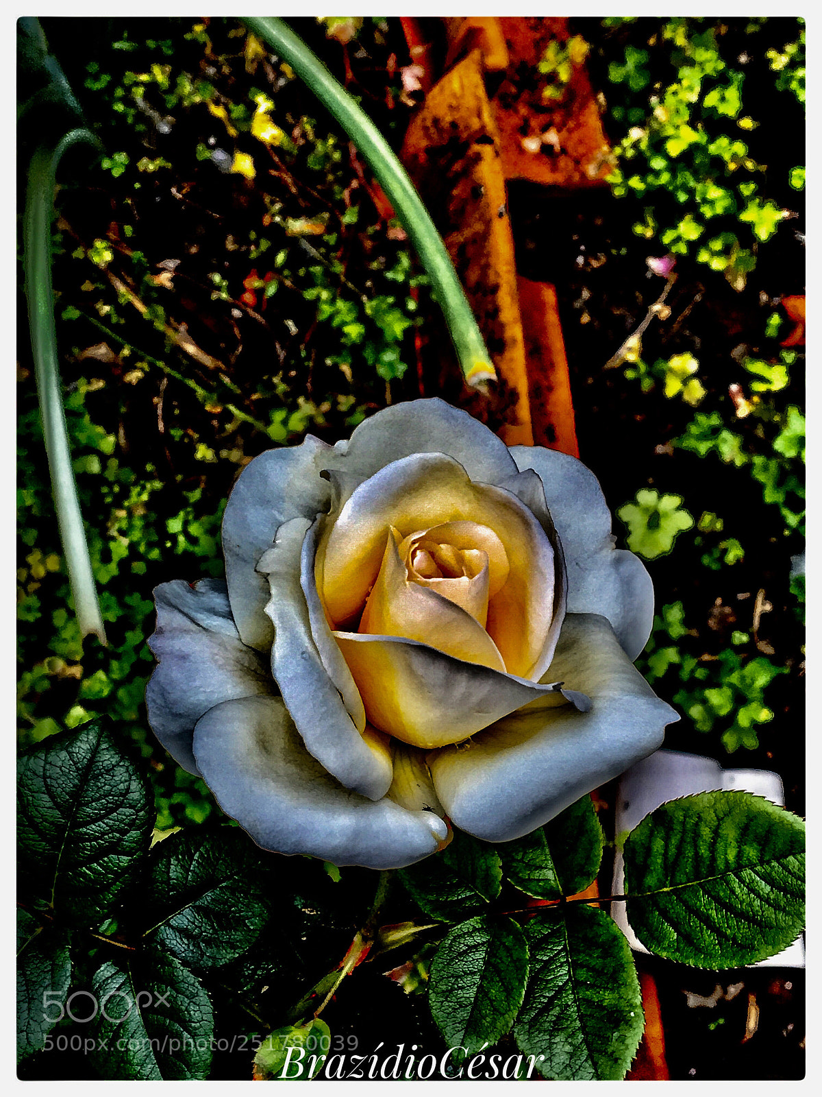 Apple iPhone 6s sample photo. Untitled photography