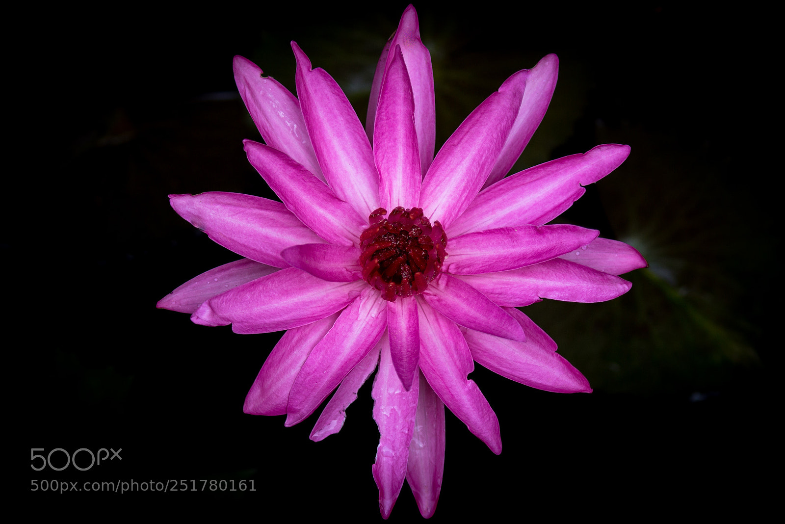 Canon EOS 700D (EOS Rebel T5i / EOS Kiss X7i) sample photo. Lotus photography