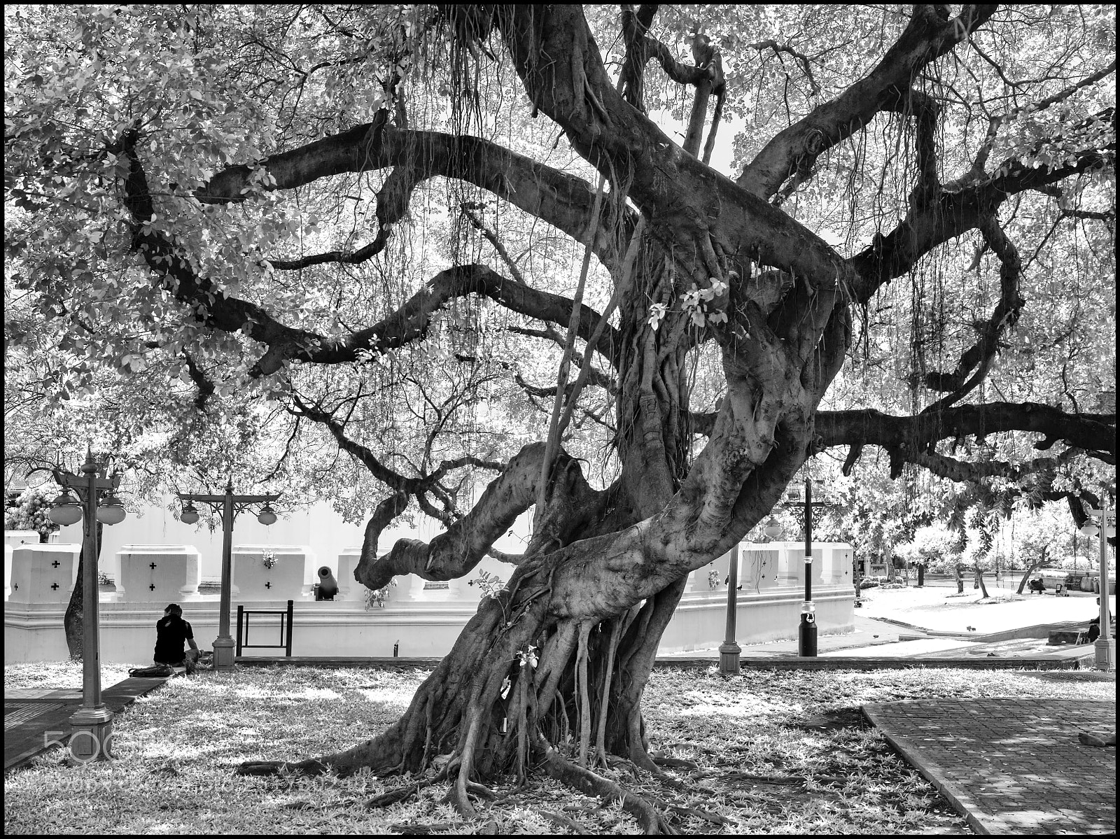 Hasselblad X1D-50c sample photo. Under the shadow of photography