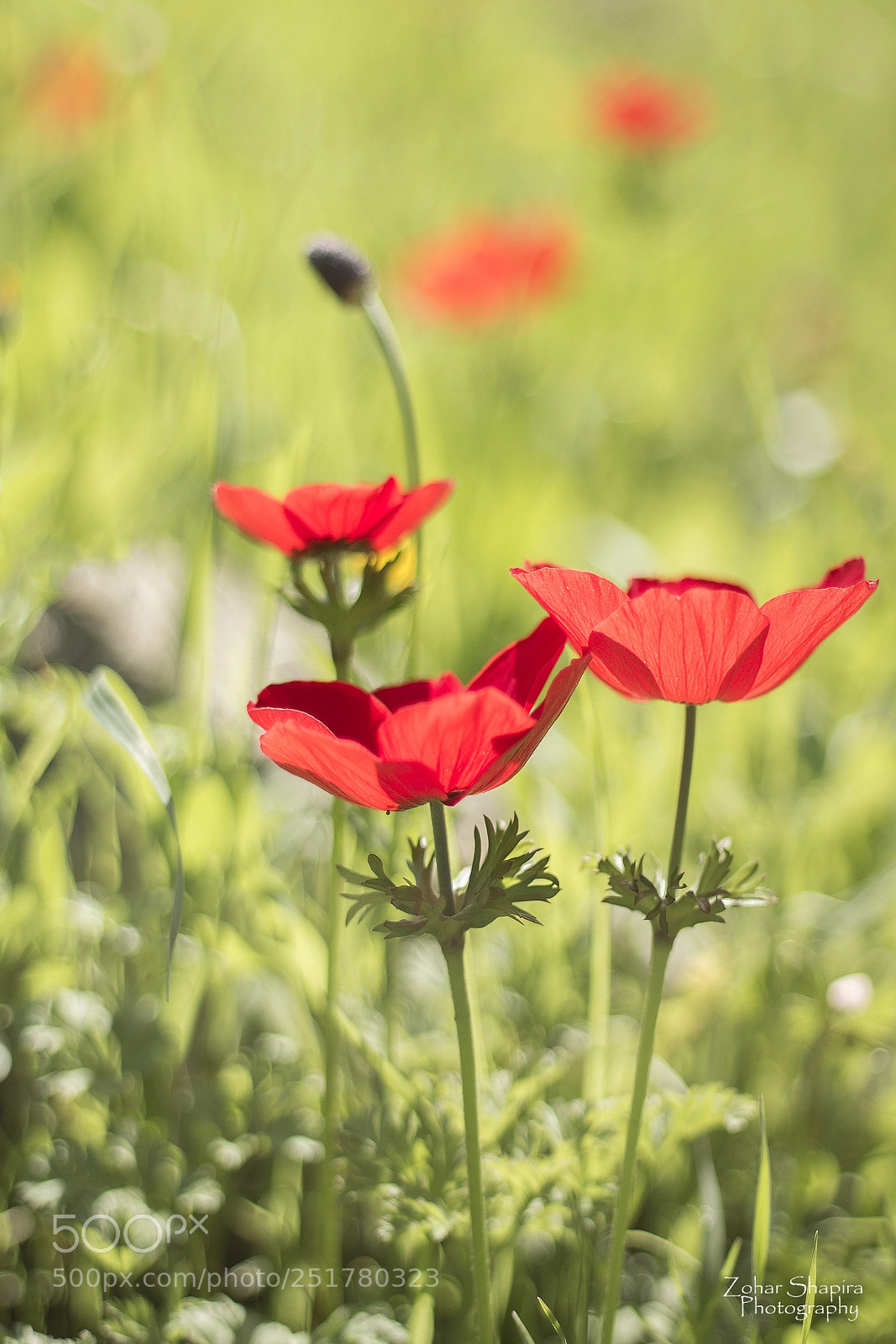 Canon EOS 600D (Rebel EOS T3i / EOS Kiss X5) sample photo. Flower photography