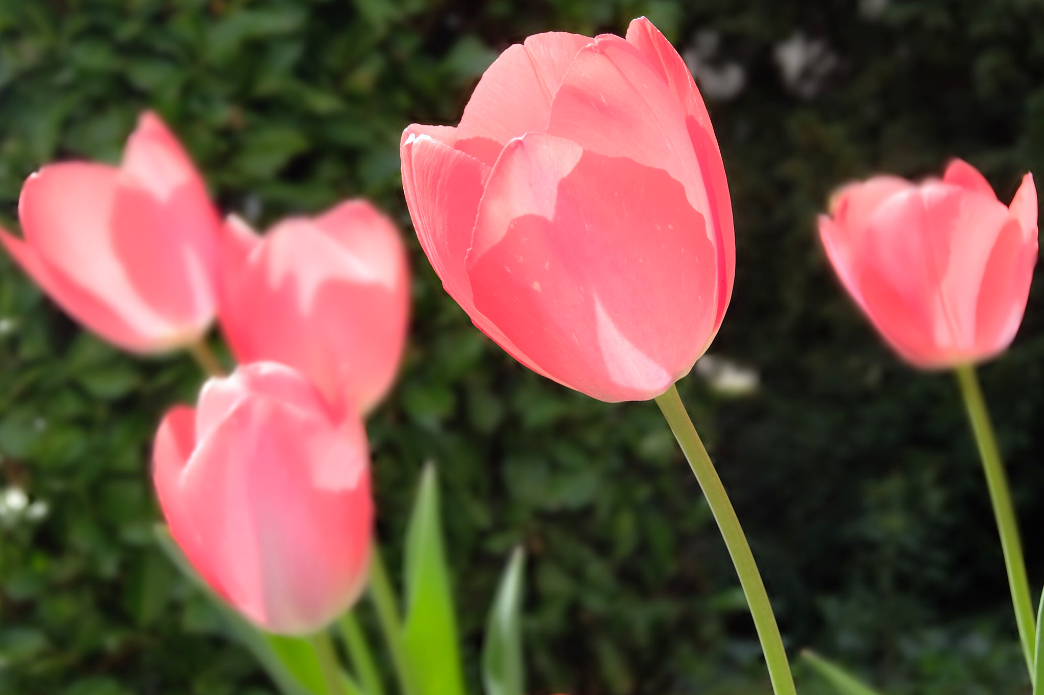Fujifilm XQ1 sample photo. Tulips ! photography
