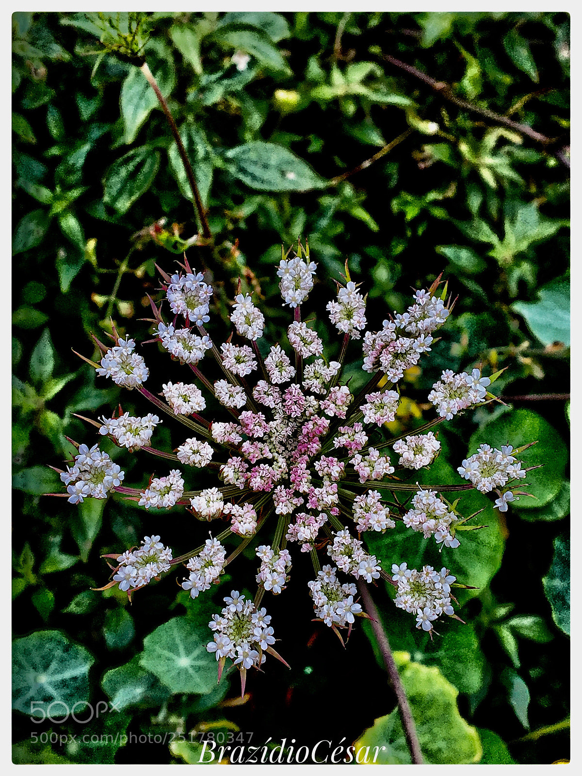 Apple iPhone 6s sample photo. Untitled photography