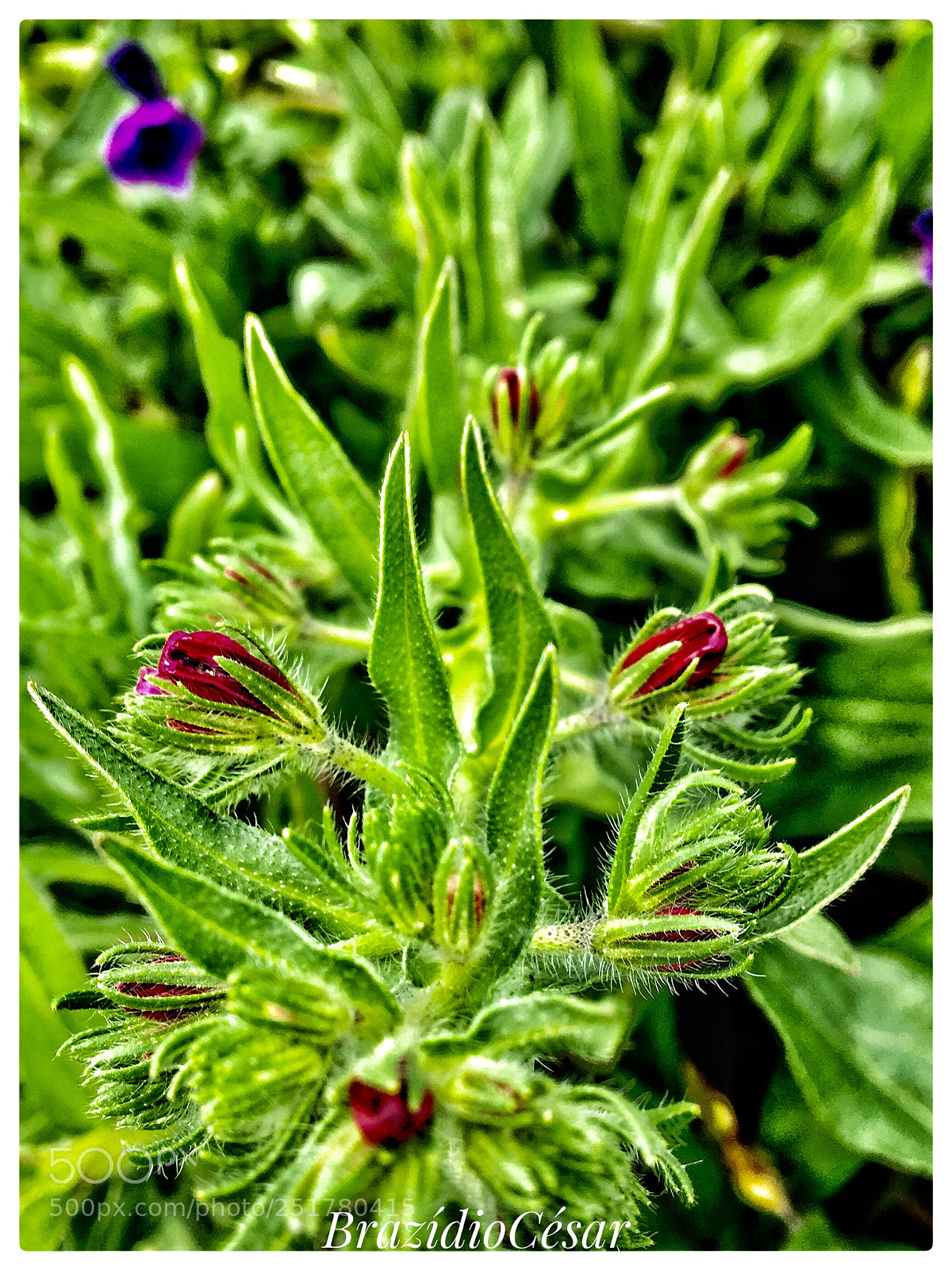 Apple iPhone 6s sample photo. Untitled photography