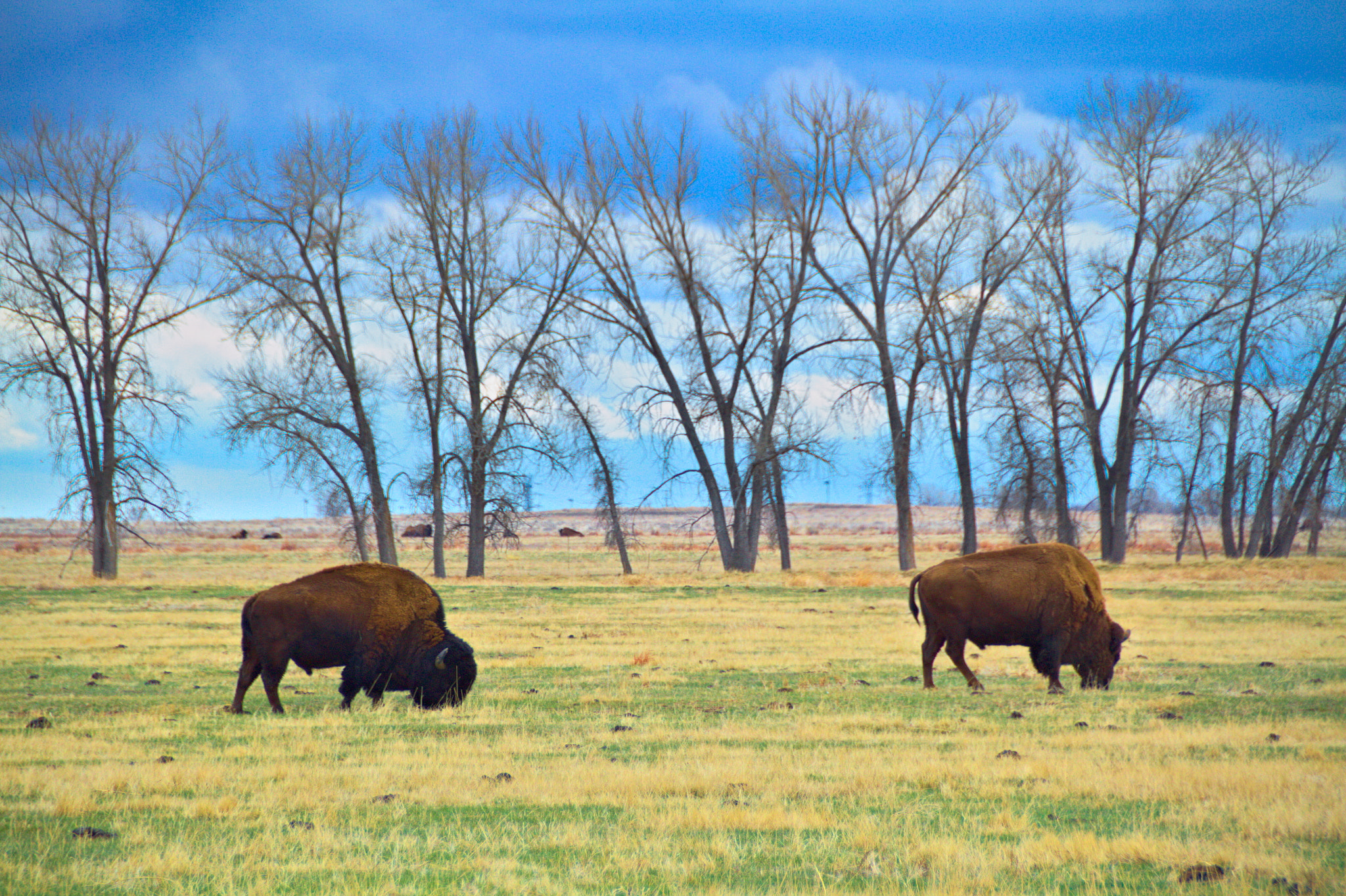 Sigma 18-250mm F3.5-6.3 DC OS HSM sample photo. Bison grazing photography