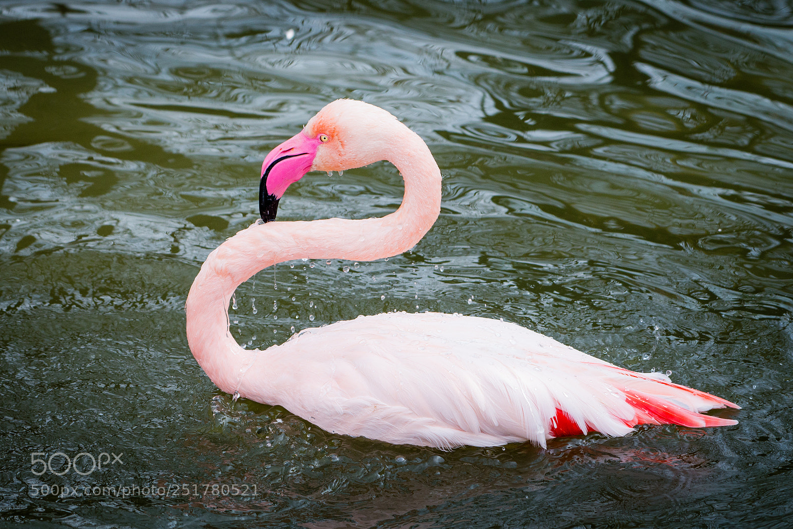 Nikon D610 sample photo. Greater flamingo photography