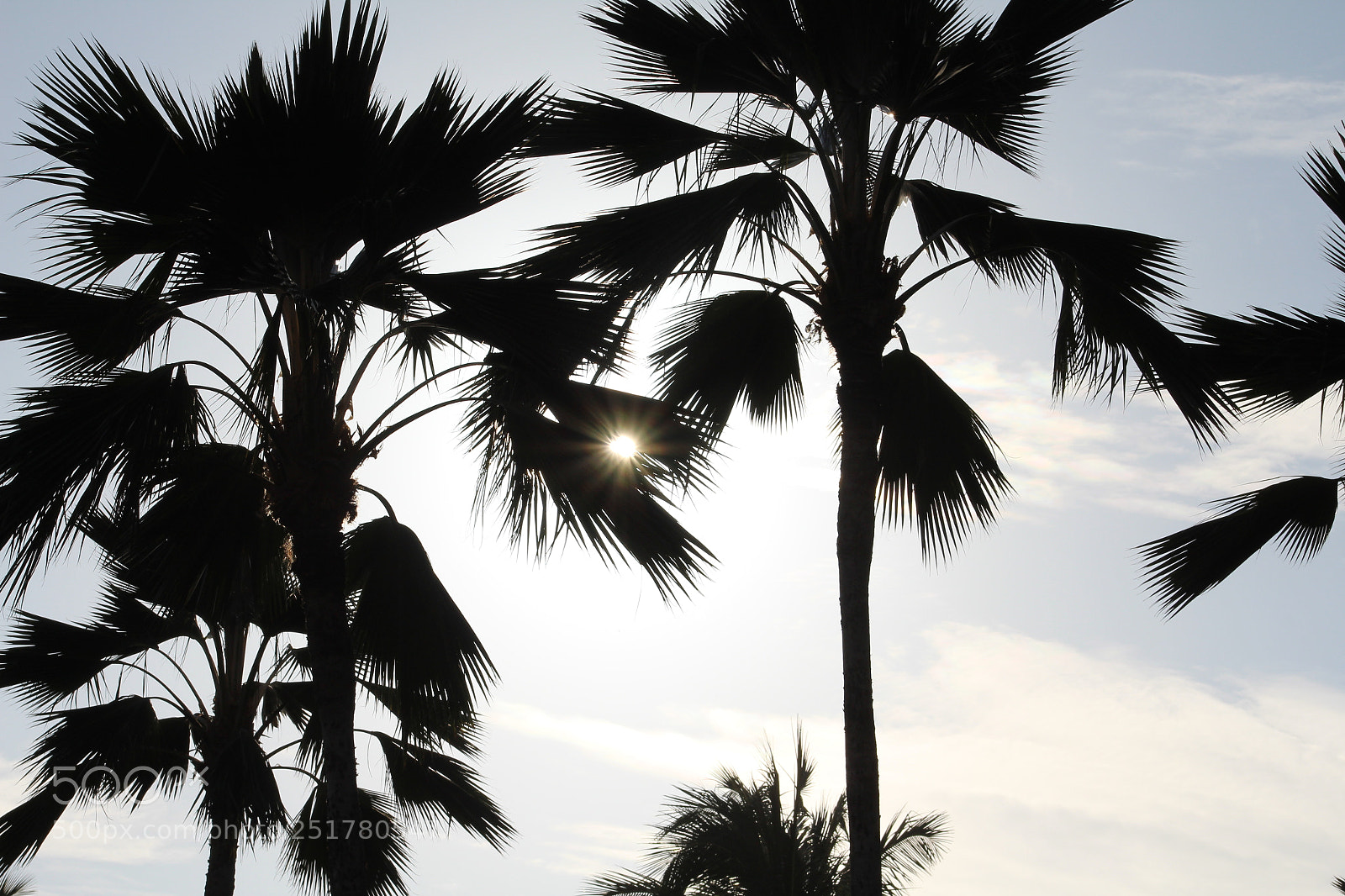 Canon EF 75-300mm f/4-5.6 sample photo. Palm trees photography