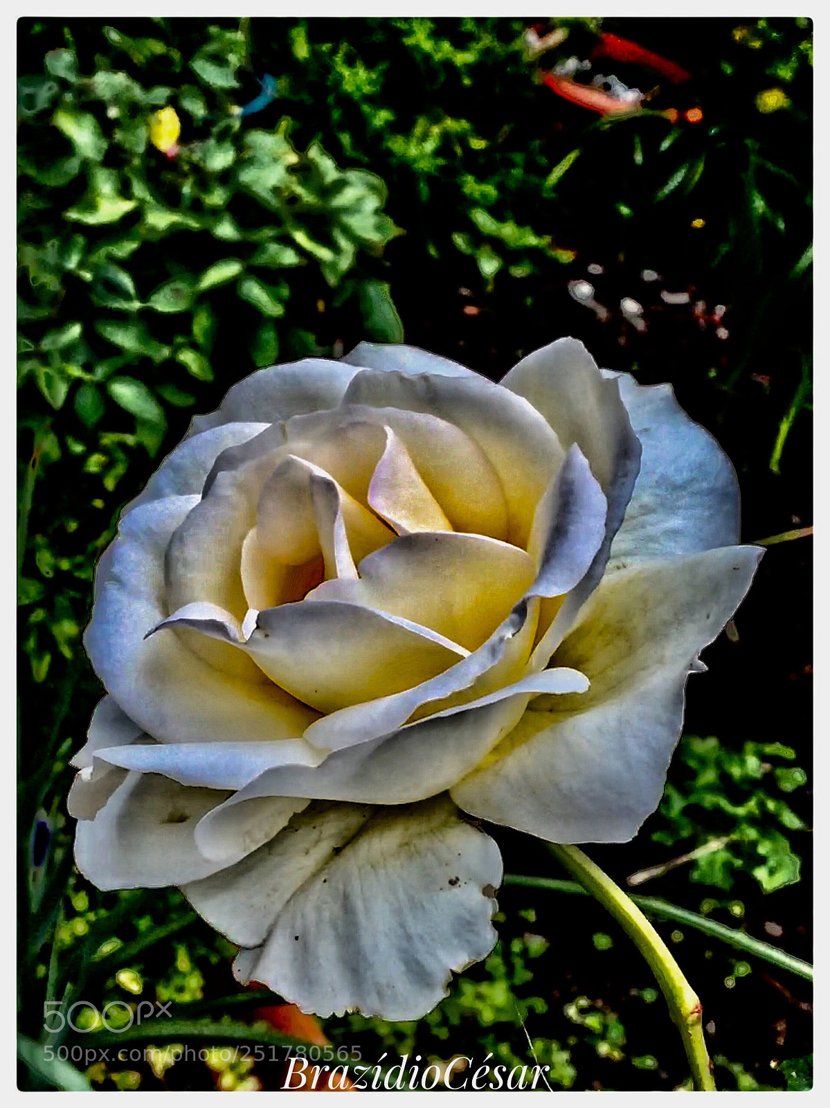 Apple iPhone 6s sample photo. Untitled photography