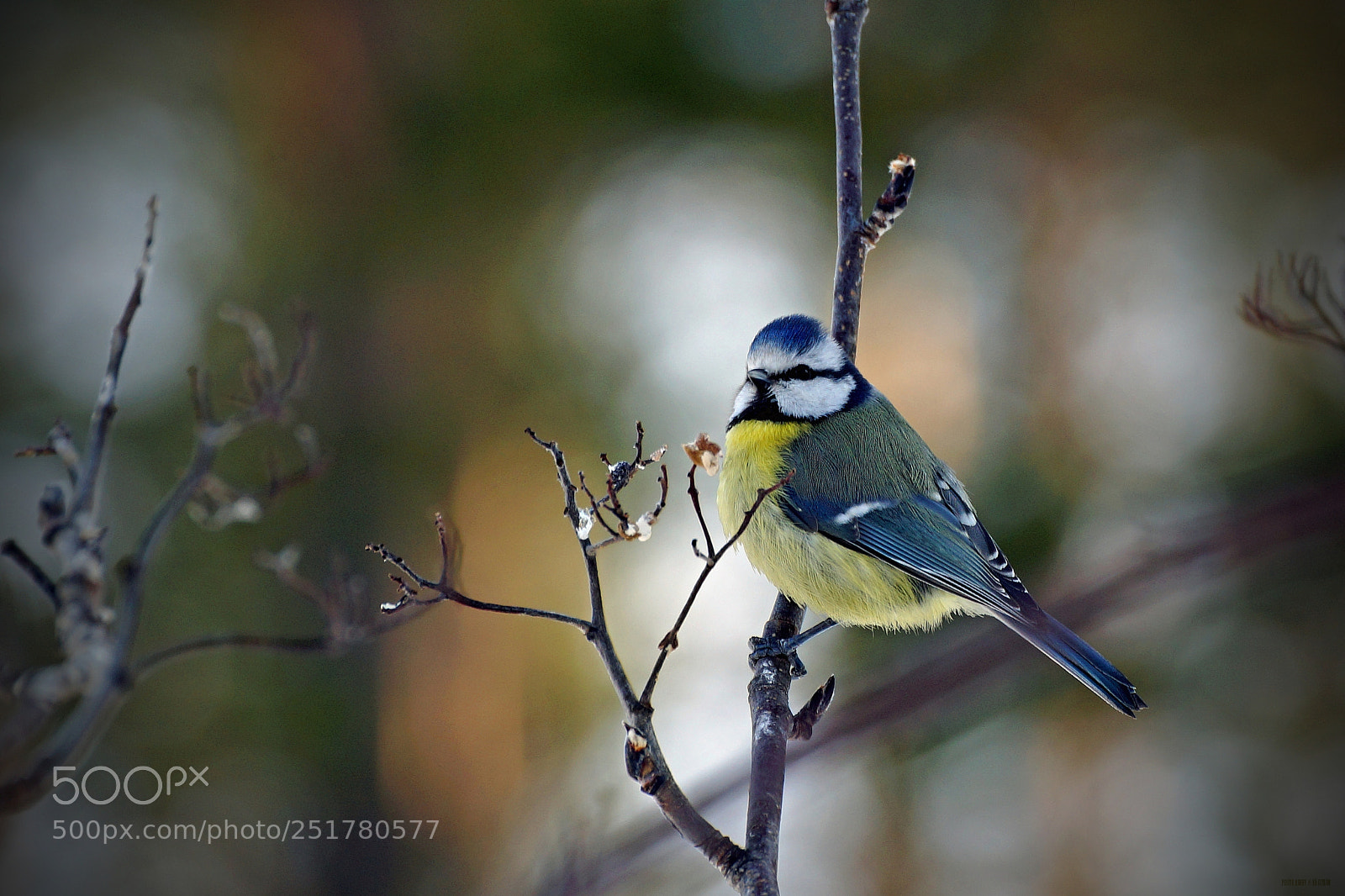Sony SLT-A99V sample photo. Cyanistes caeruleus photography