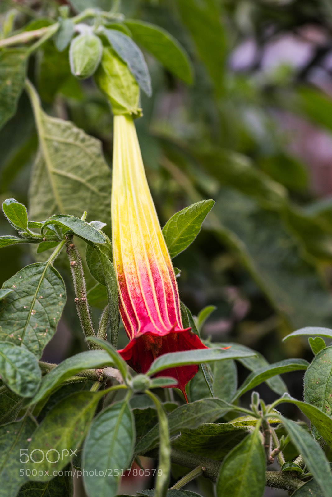 Nikon D810 sample photo. Camellia exhibition at cologne photography