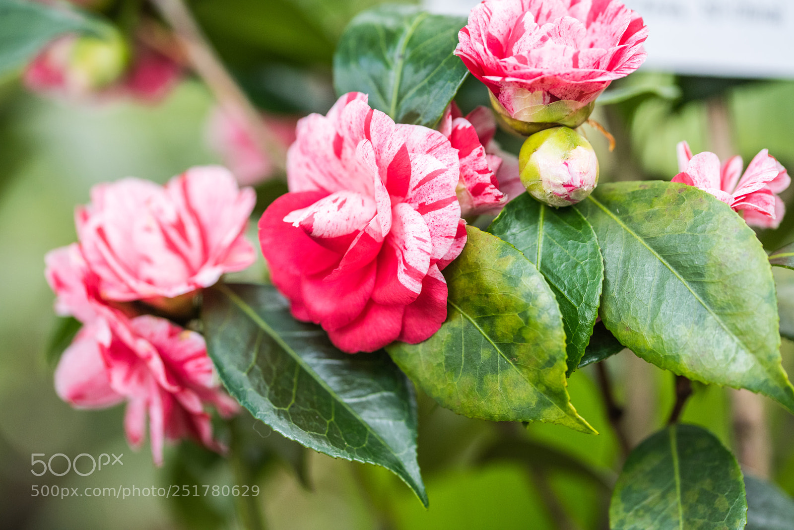 Nikon D810 sample photo. Camellia exhibition at cologne photography