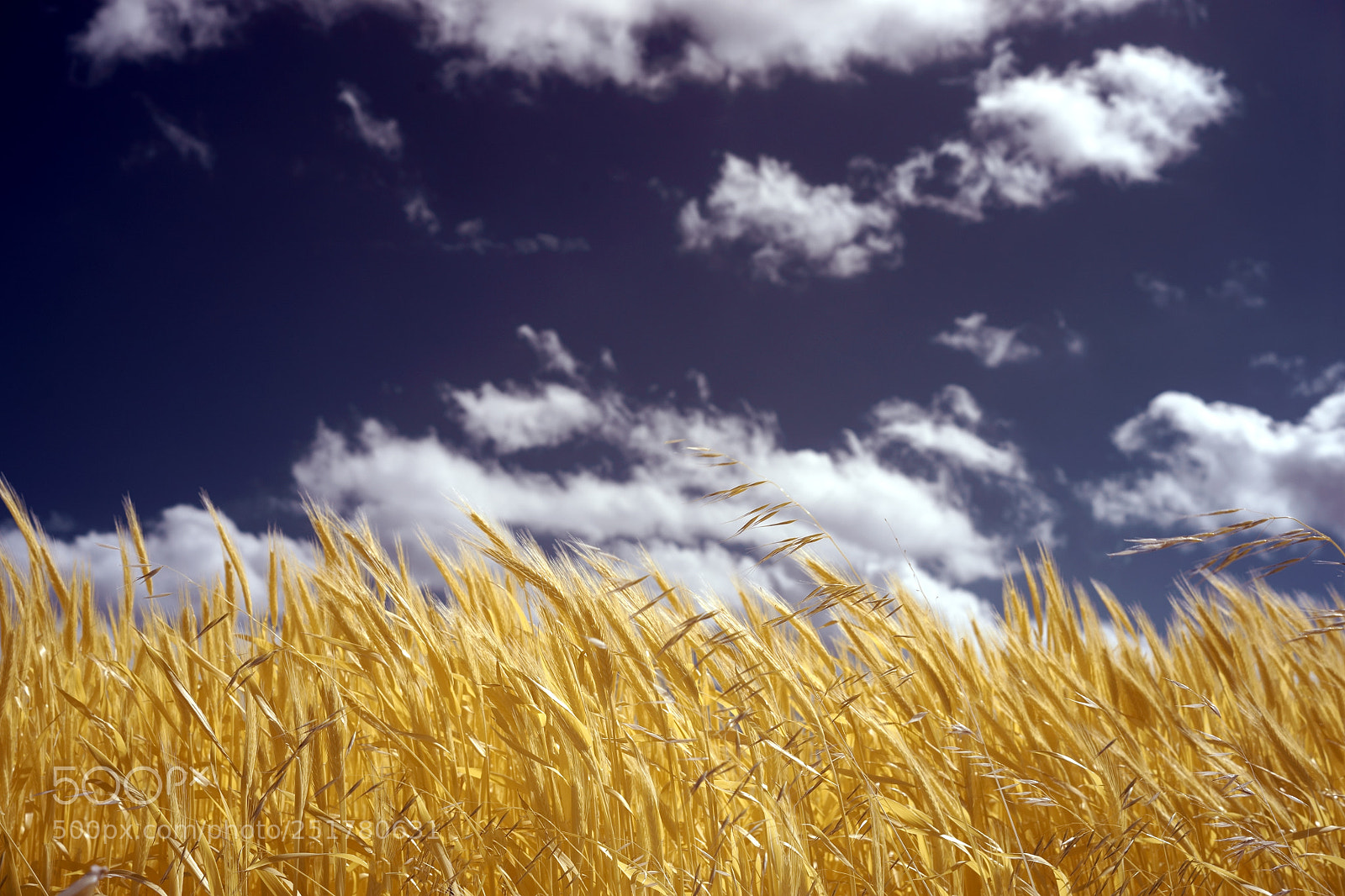 Sony a7 sample photo. Wheat photography