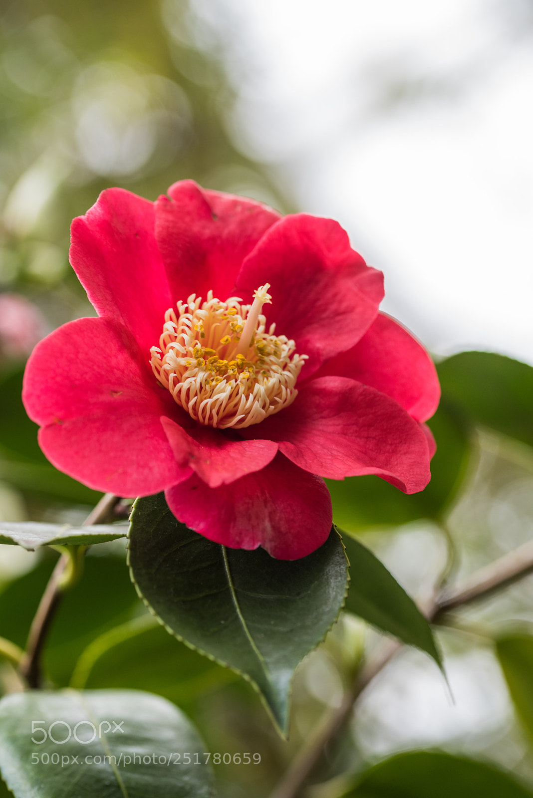 Nikon D810 sample photo. Camellia exhibition at cologne photography