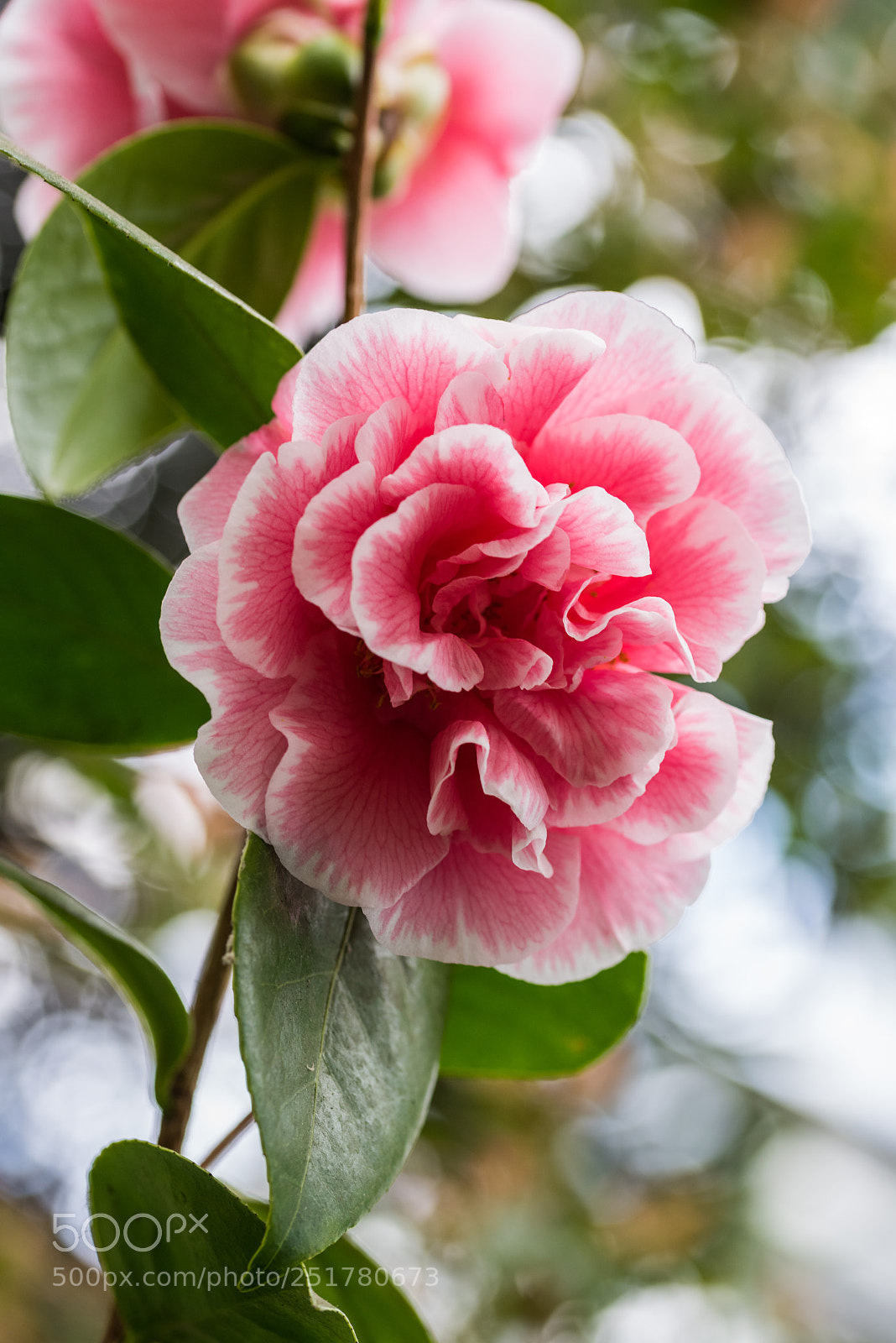 Nikon D810 sample photo. Camellia exhibition at cologne photography