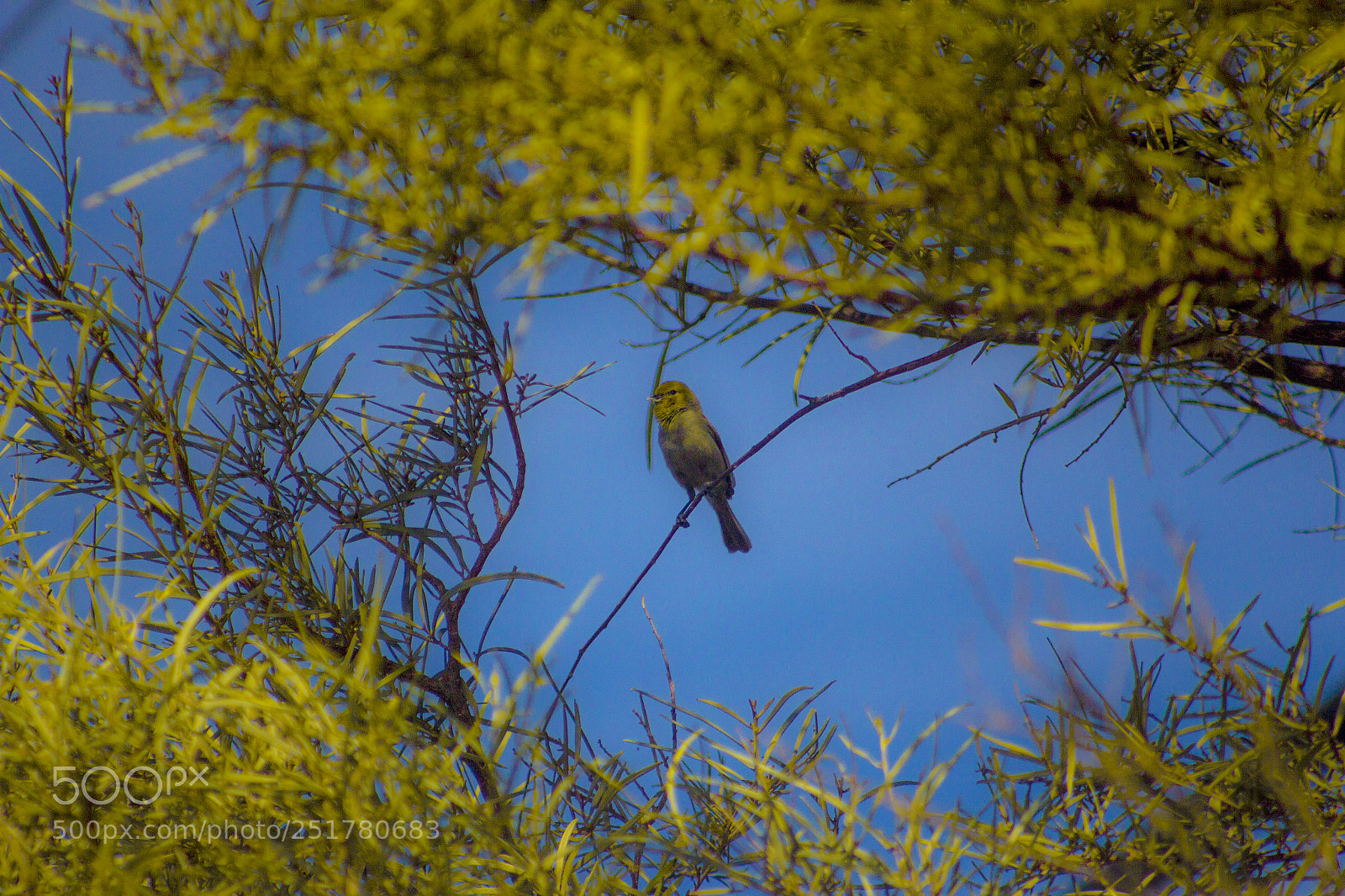 Canon EOS 600D (Rebel EOS T3i / EOS Kiss X5) sample photo. Lone yellow bird photography