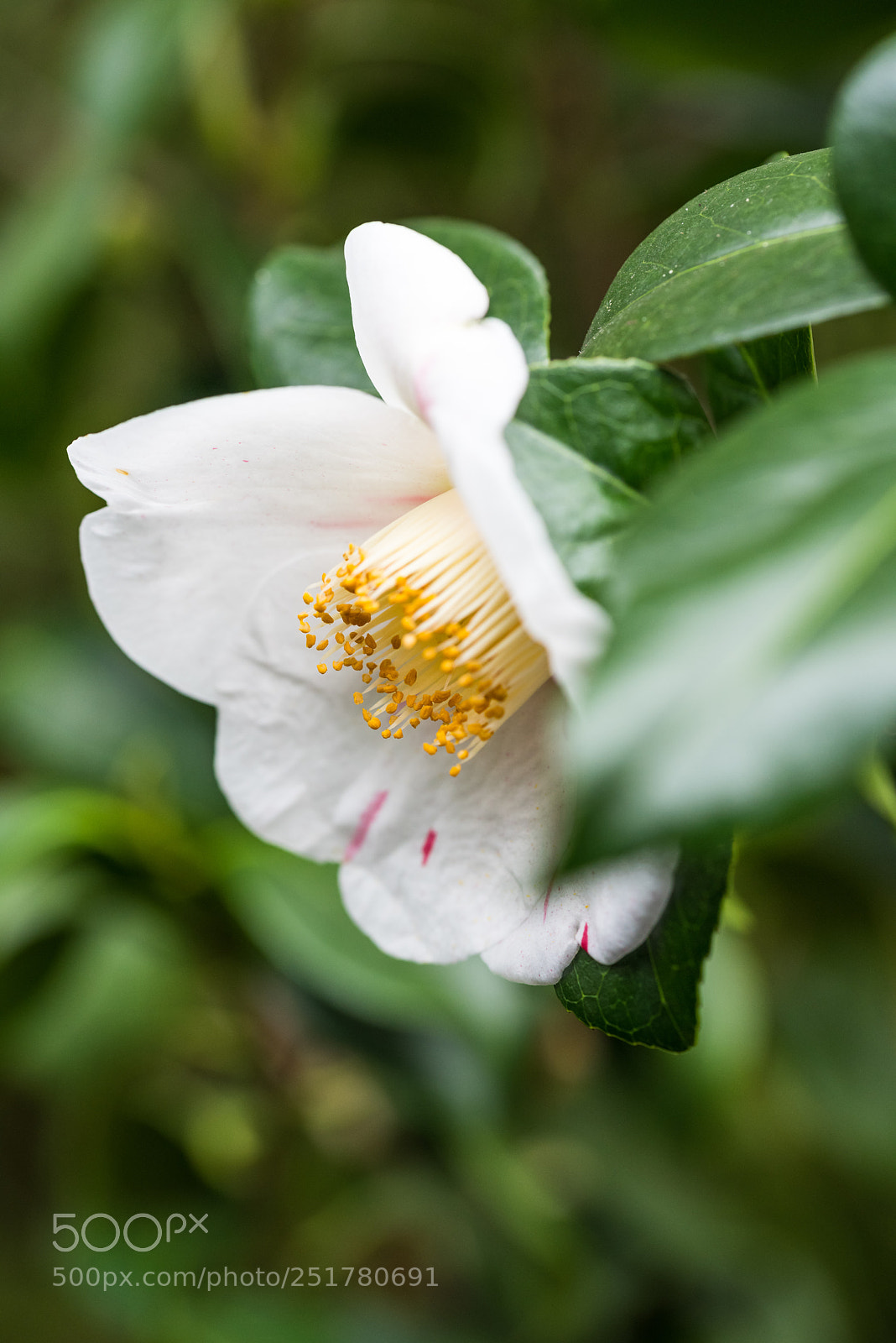 Nikon D810 sample photo. Camellia exhibition at cologne photography