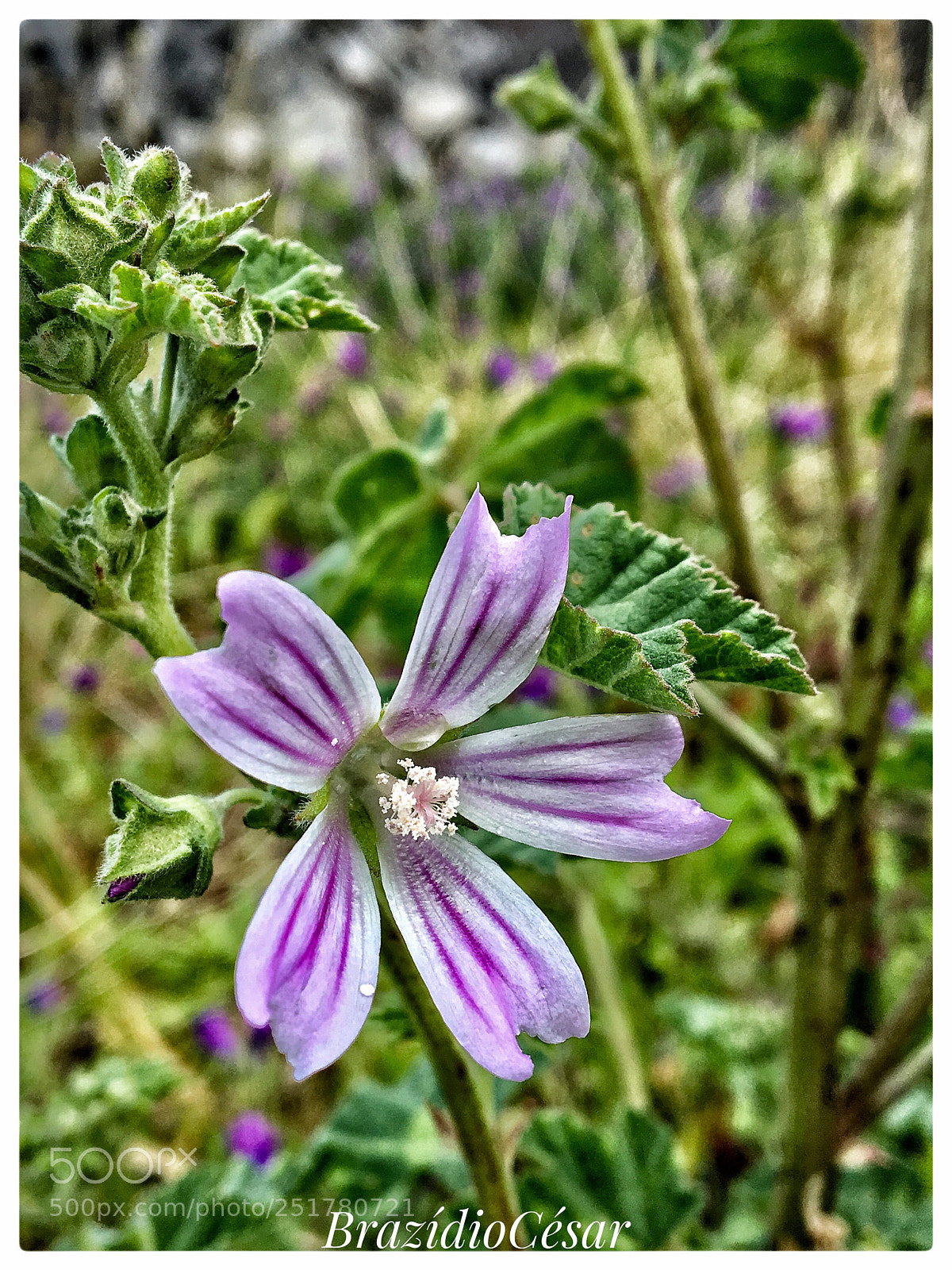 Apple iPhone 6s sample photo. Untitled photography