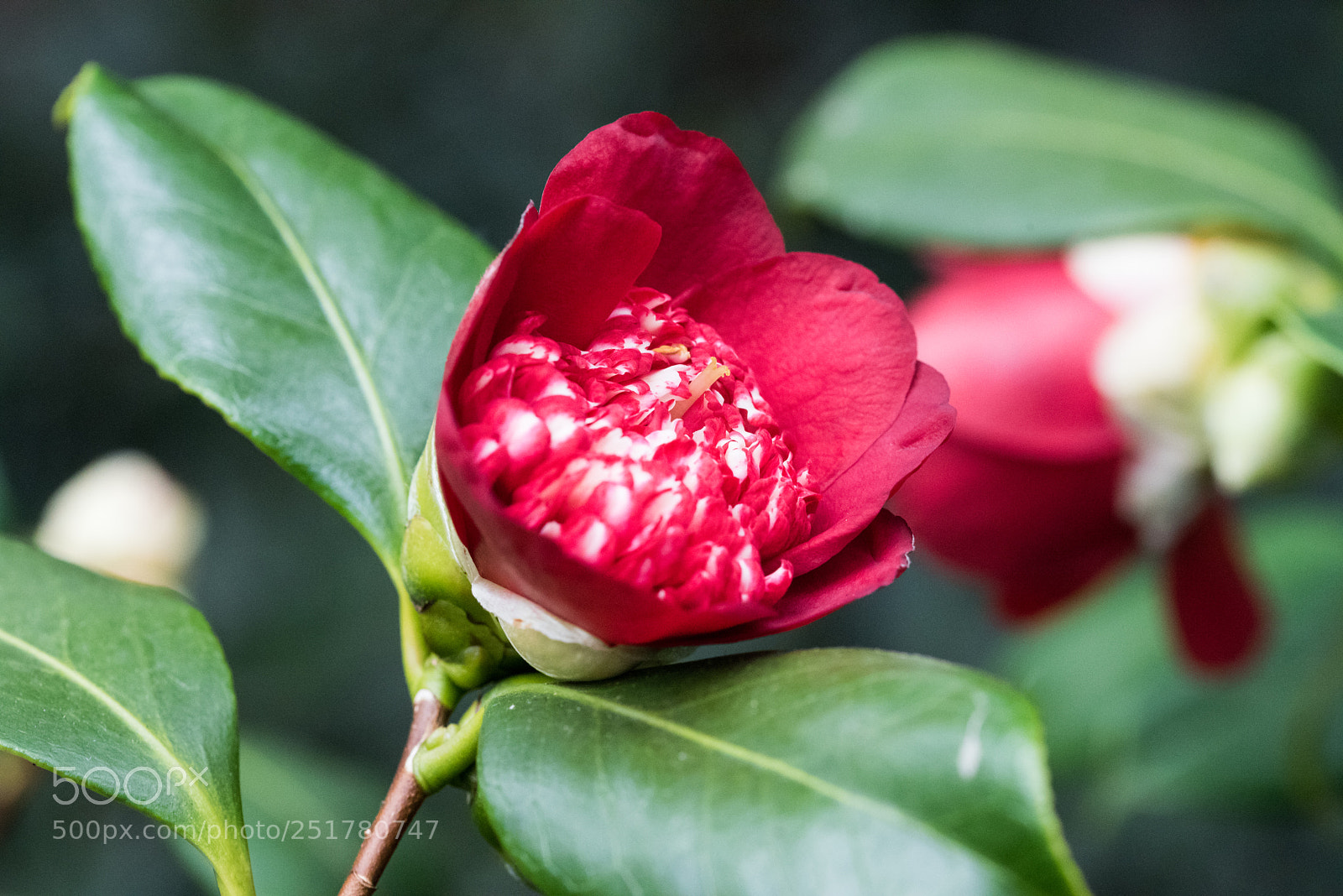 Nikon D810 sample photo. Camellia exhibition at cologne photography