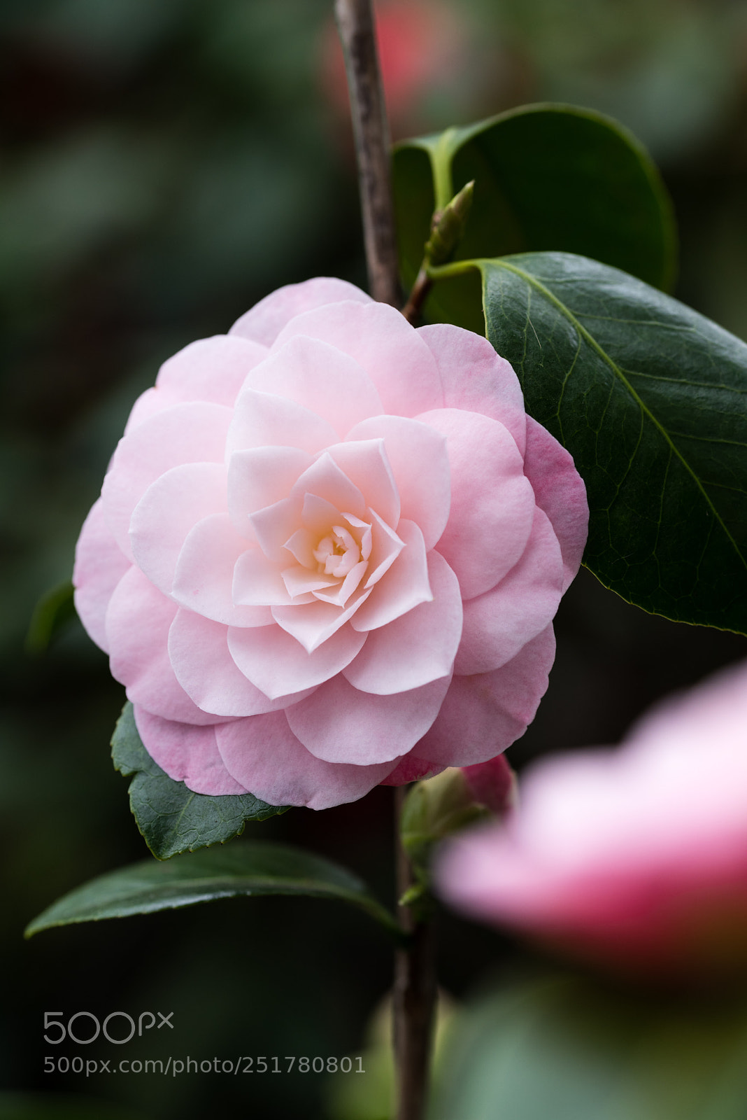 Nikon D810 sample photo. Camellia exhibition at cologne photography
