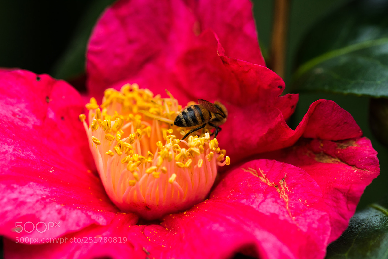 Nikon D810 sample photo. Camellia exhibition at cologne photography