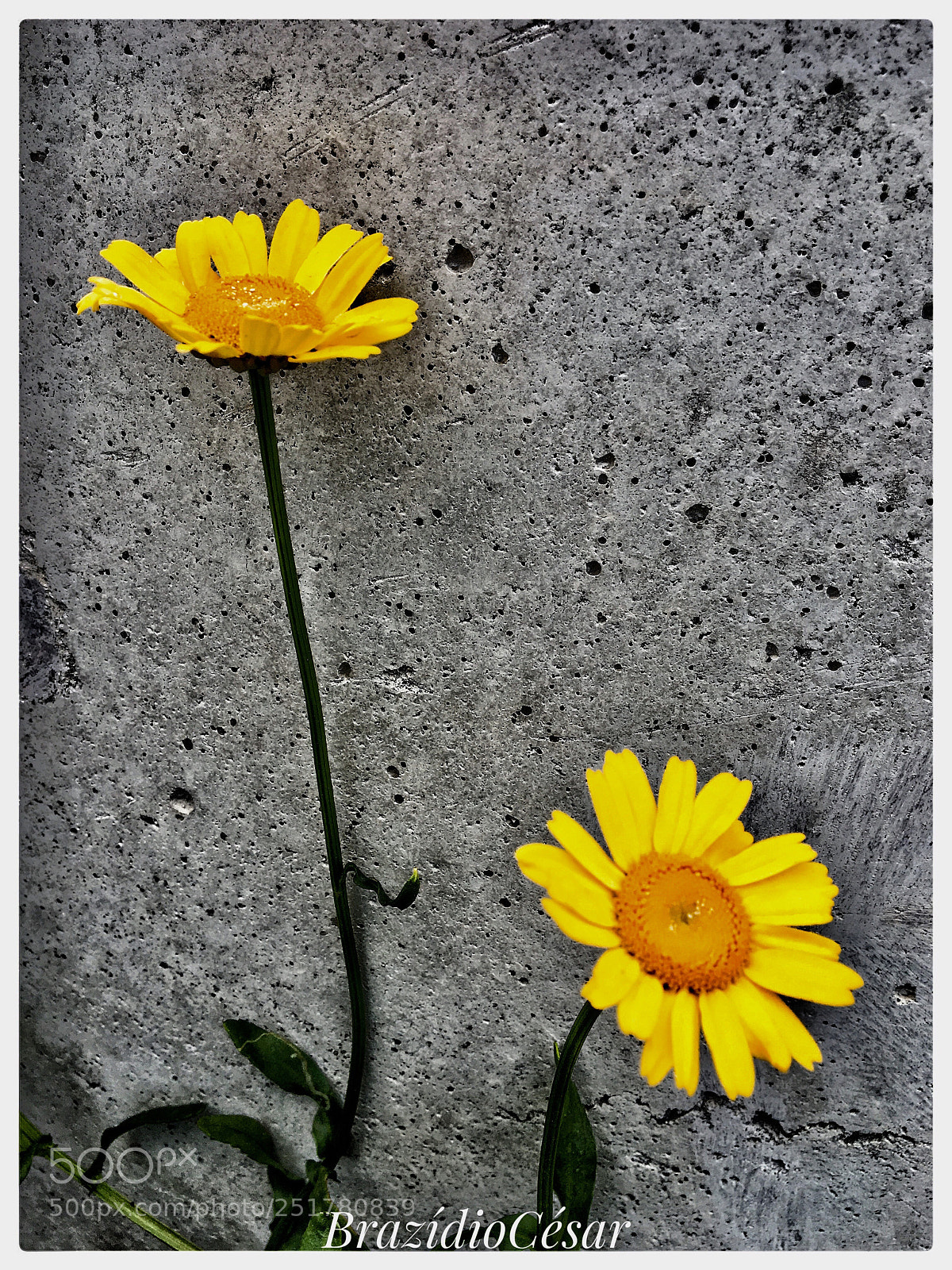 Apple iPhone 6s sample photo. Untitled photography