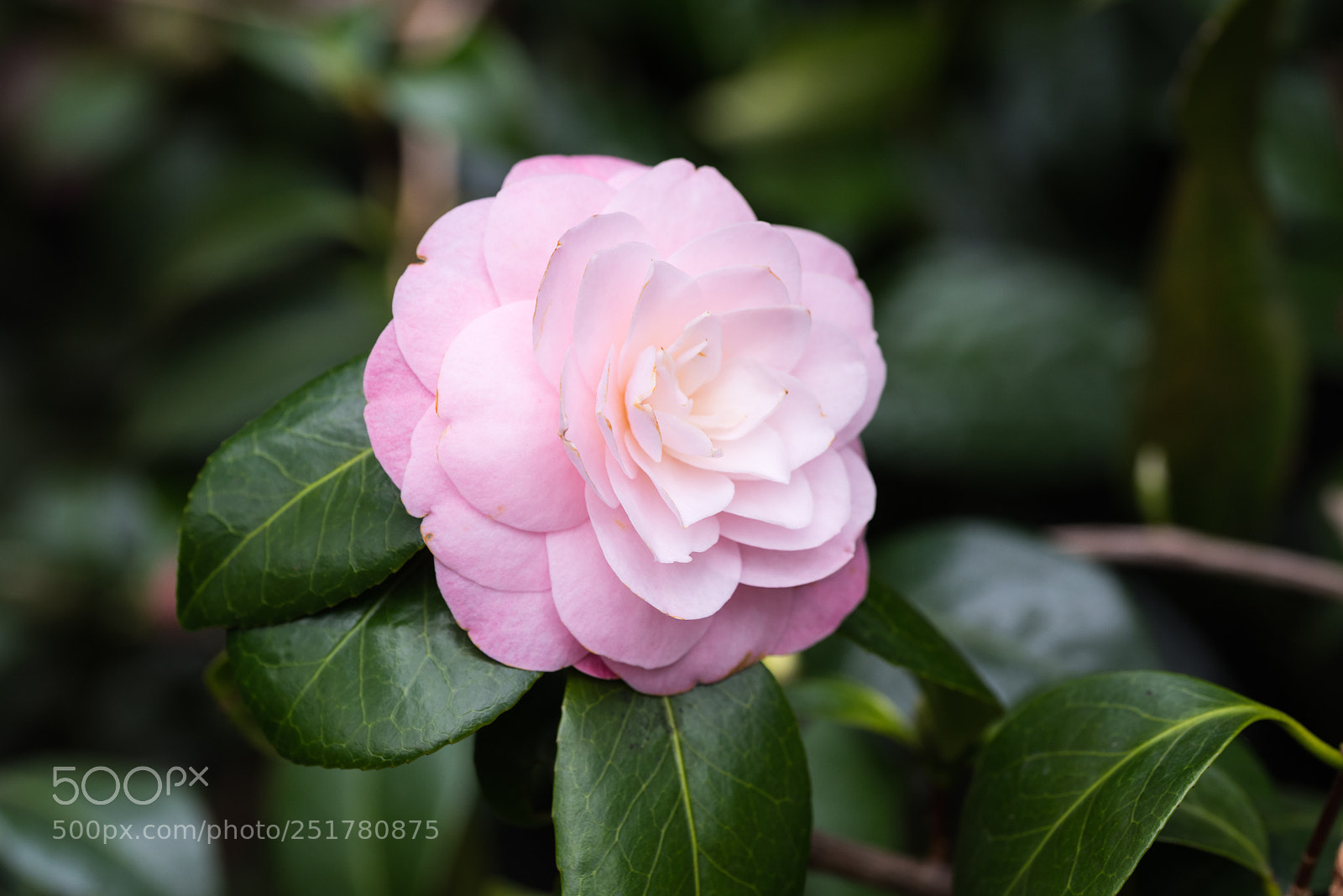 Nikon D810 sample photo. Camellia exhibition at cologne photography