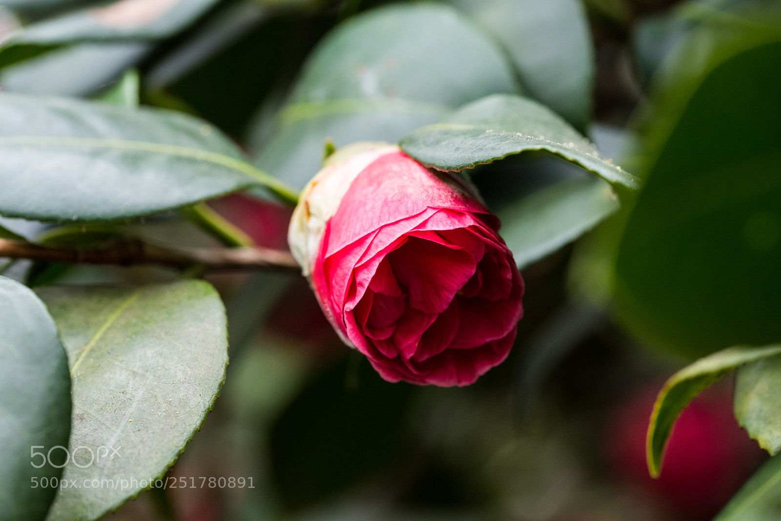 Nikon D810 sample photo. Camellia exhibition at cologne photography