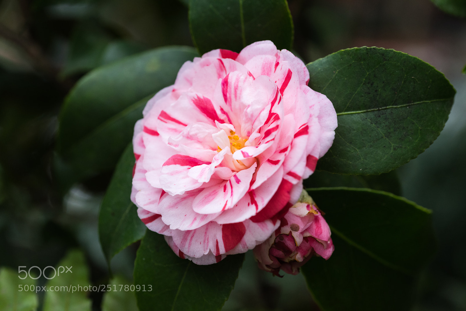 Nikon D810 sample photo. Camellia exhibition at cologne photography