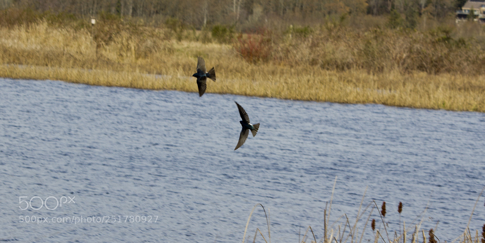 Canon EOS 600D (Rebel EOS T3i / EOS Kiss X5) sample photo. Swallows photography