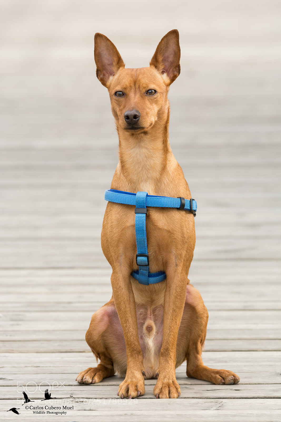 Nikon D7100 sample photo. Sun. my lovely dog photography