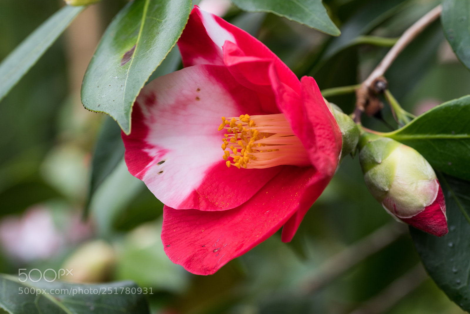 Nikon D810 sample photo. Camellia exhibition at cologne photography