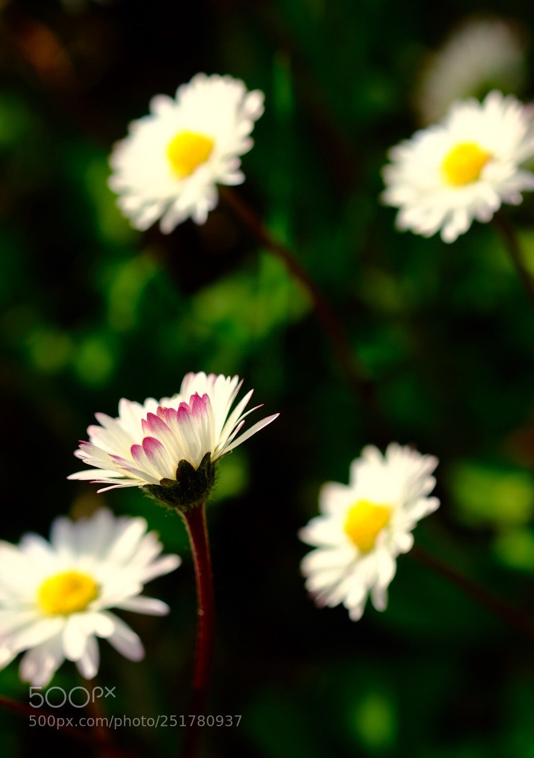 Fujifilm X-T10 sample photo. Spring time (lll) photography