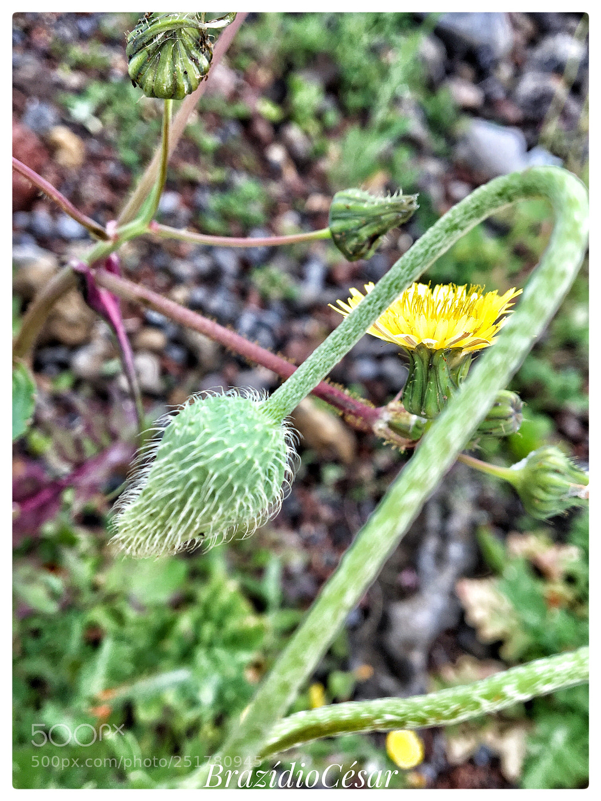 Apple iPhone 6s sample photo. Untitled photography