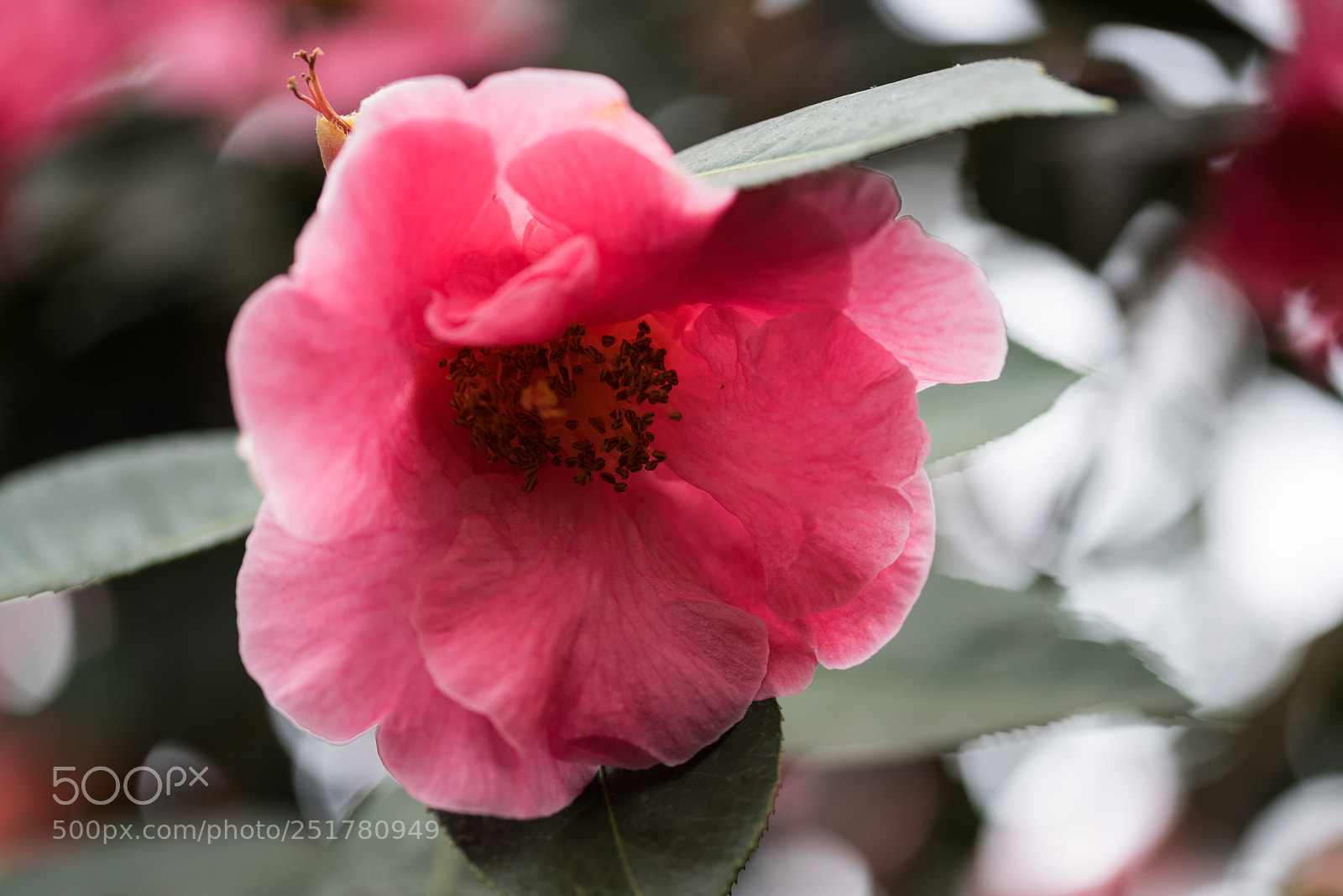 Nikon D810 sample photo. Camellia exhibition at cologne photography