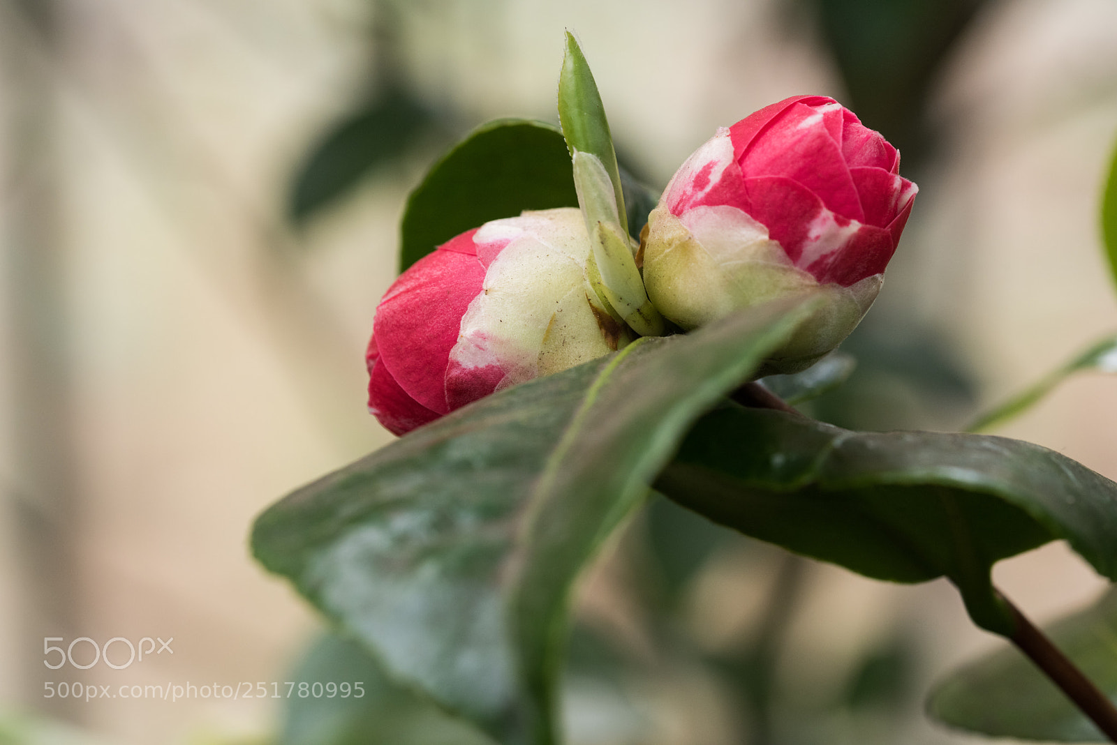 Nikon D810 sample photo. Camellia exhibition at cologne photography